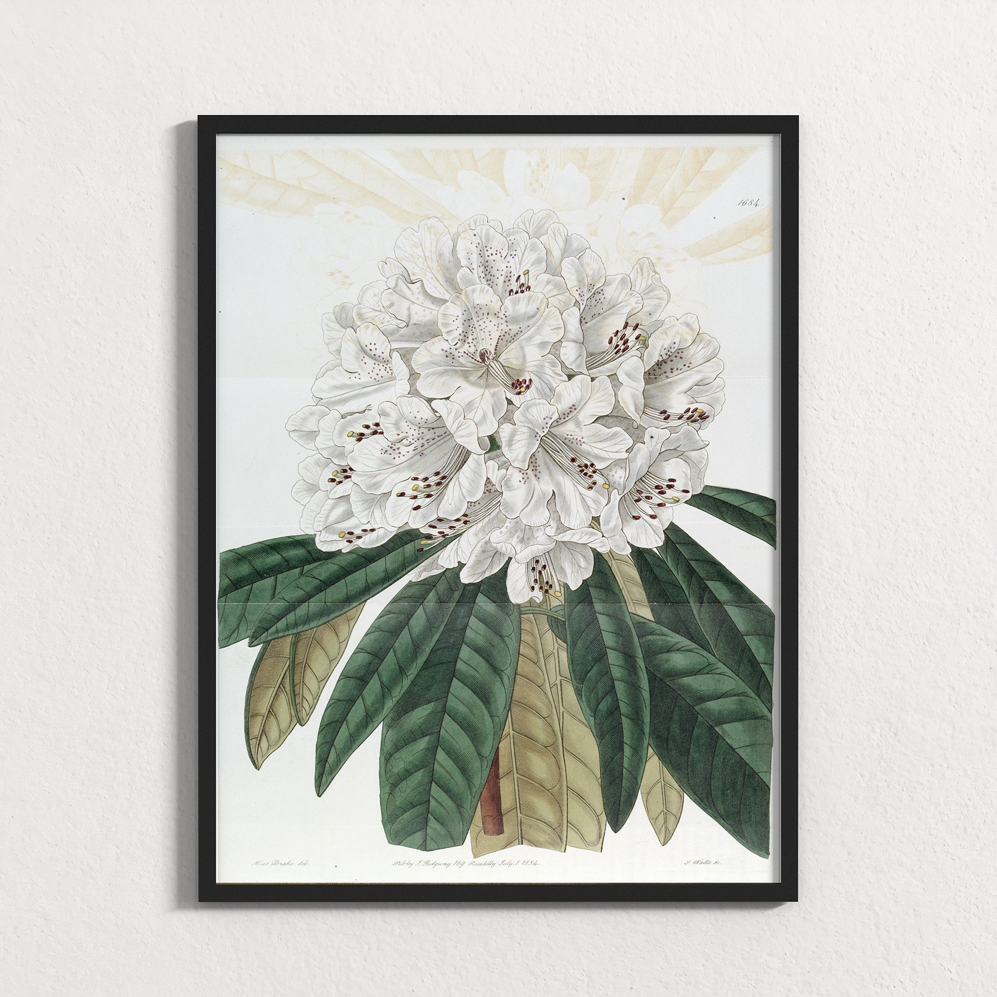 Ivory: Mountain Bloom