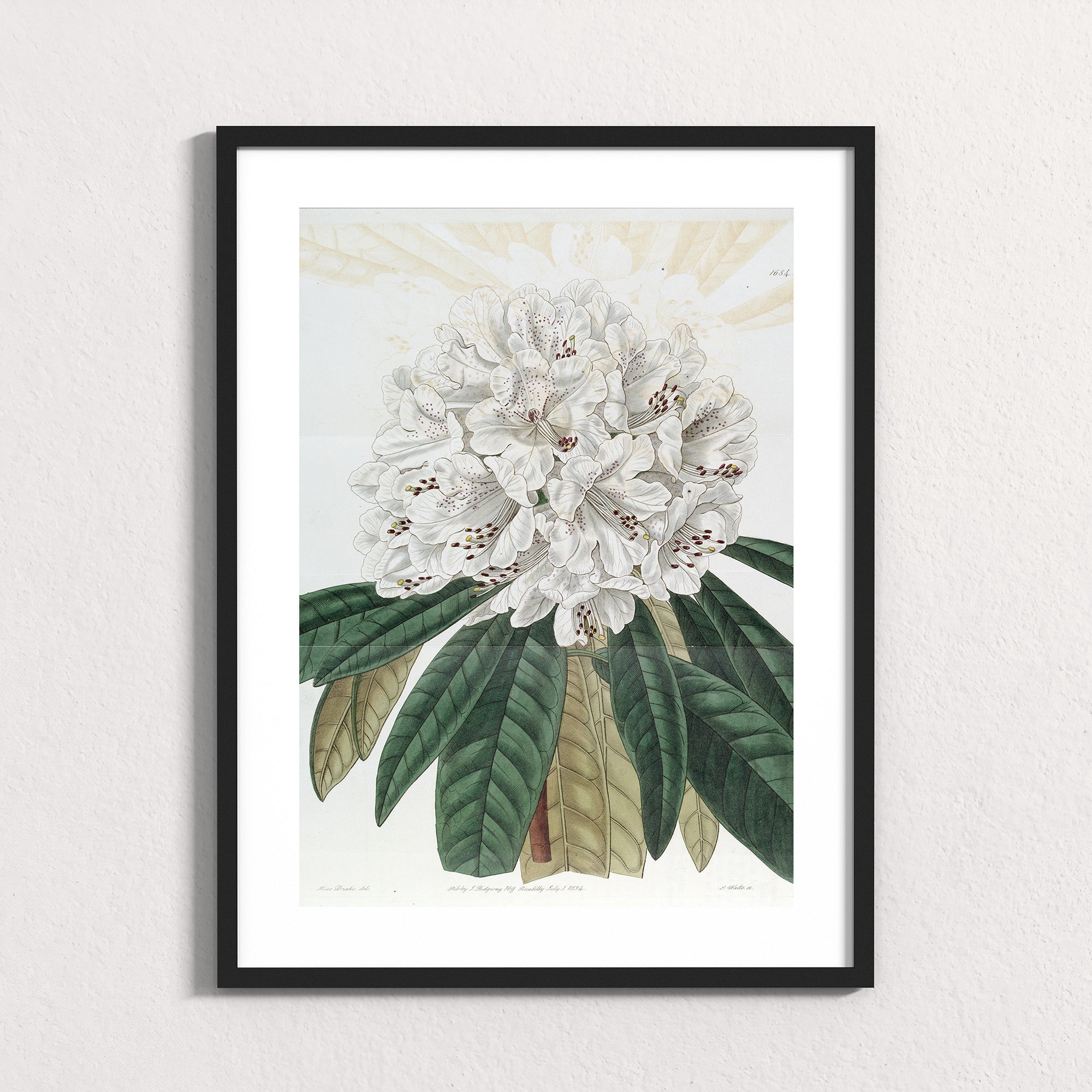 Ivory: Mountain Bloom