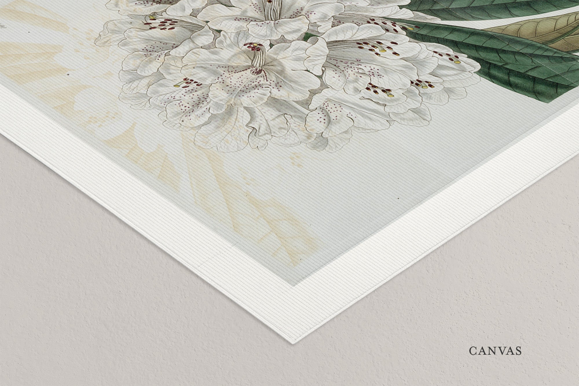 Ivory: Mountain Bloom
