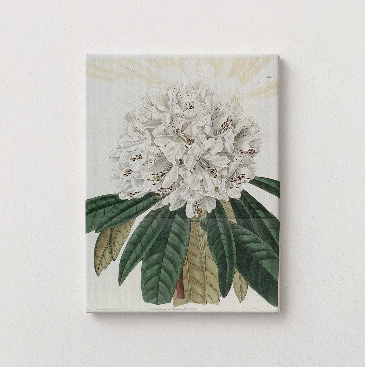 Ivory: Mountain Bloom