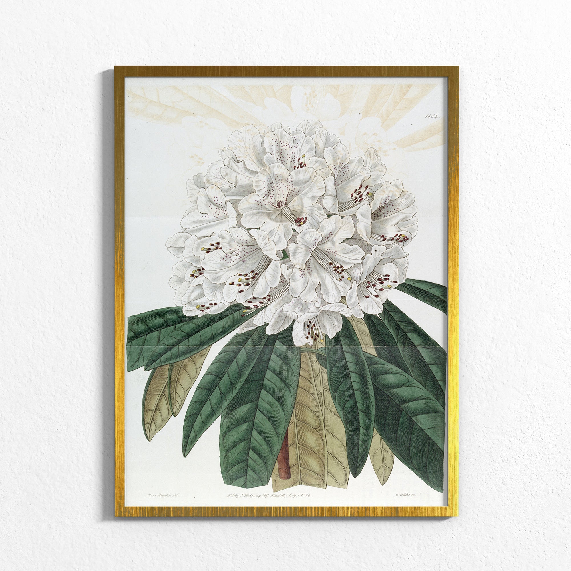 Ivory: Mountain Bloom