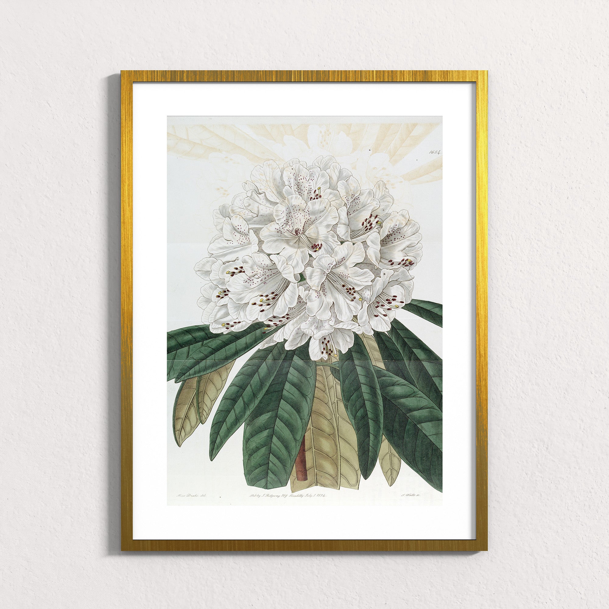 Ivory: Mountain Bloom