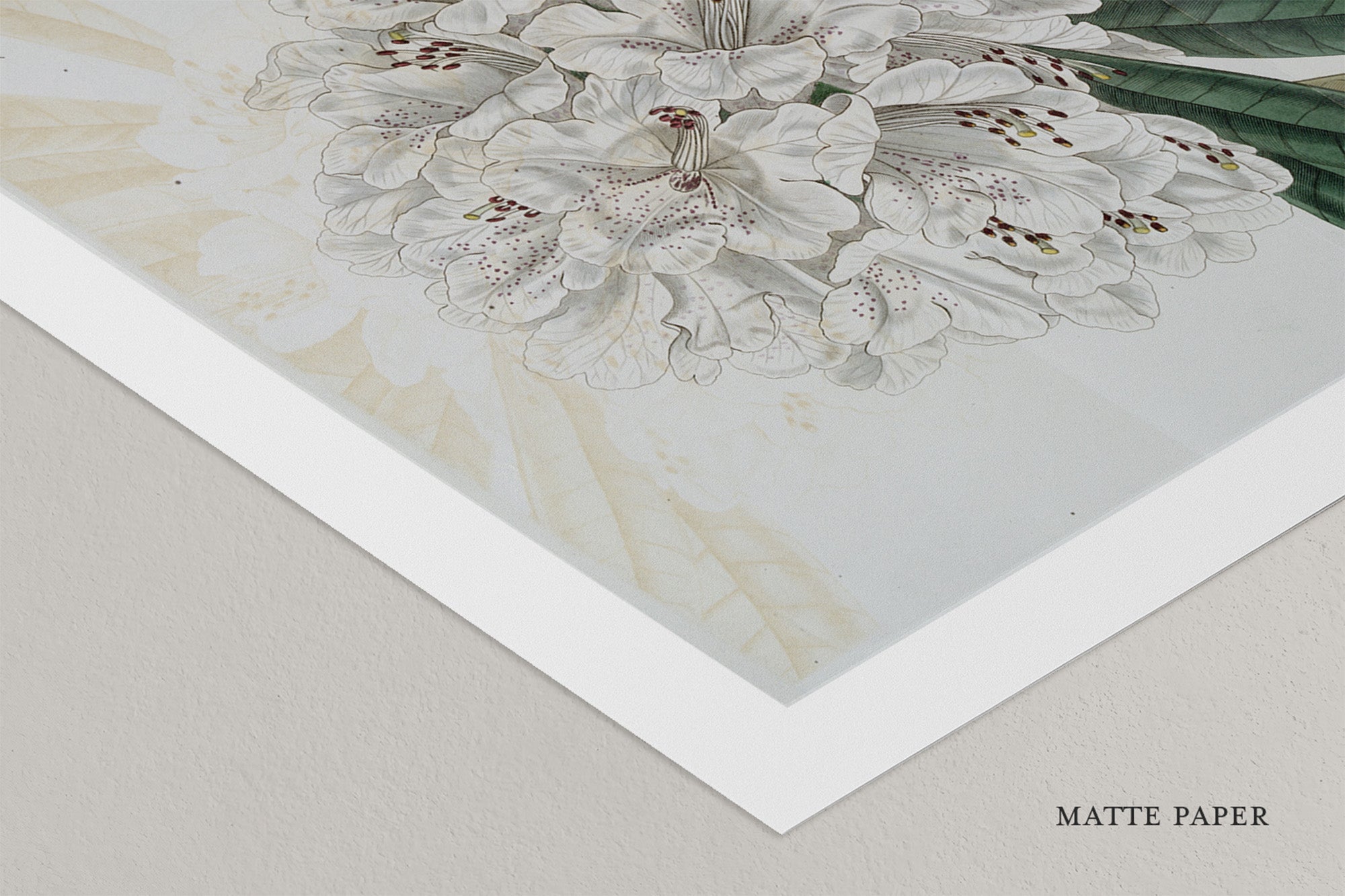 Ivory: Mountain Bloom