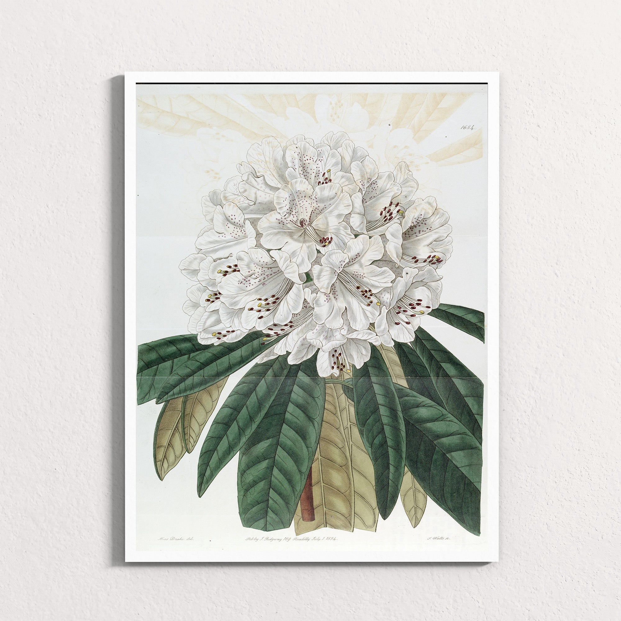 Ivory: Mountain Bloom
