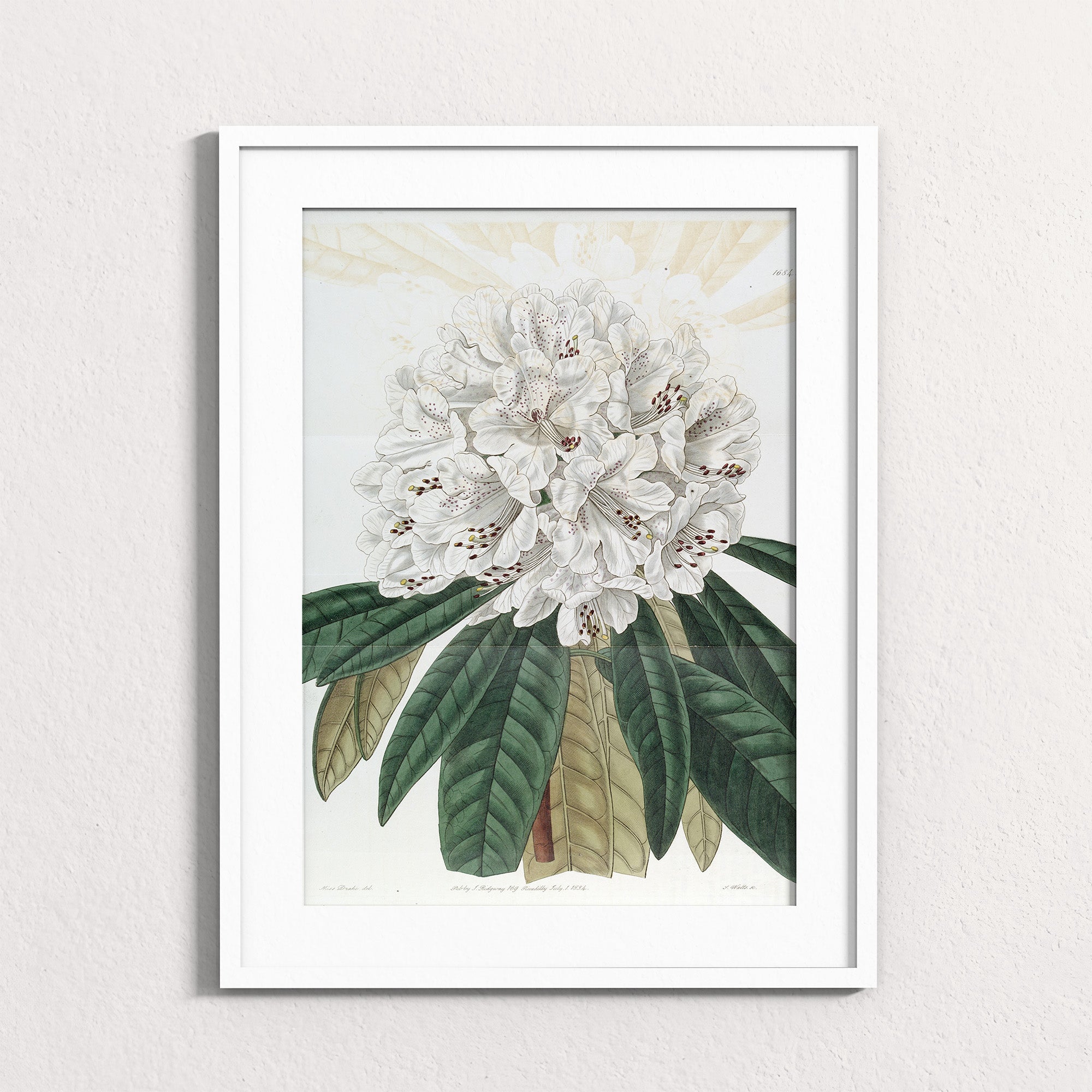 Ivory: Mountain Bloom