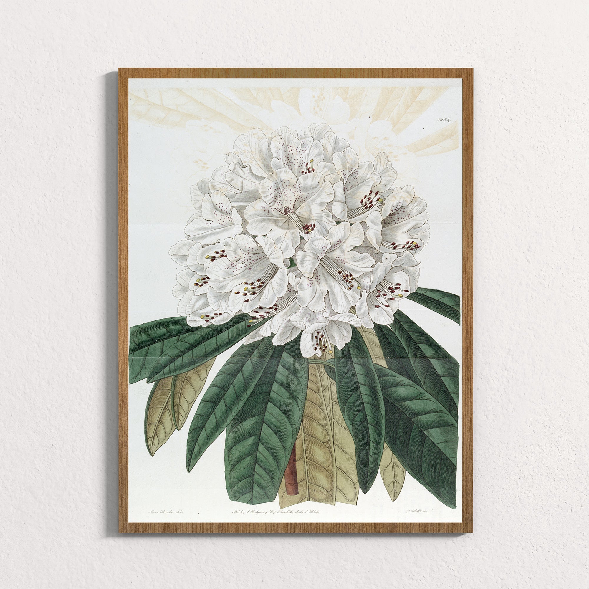 Ivory: Mountain Bloom