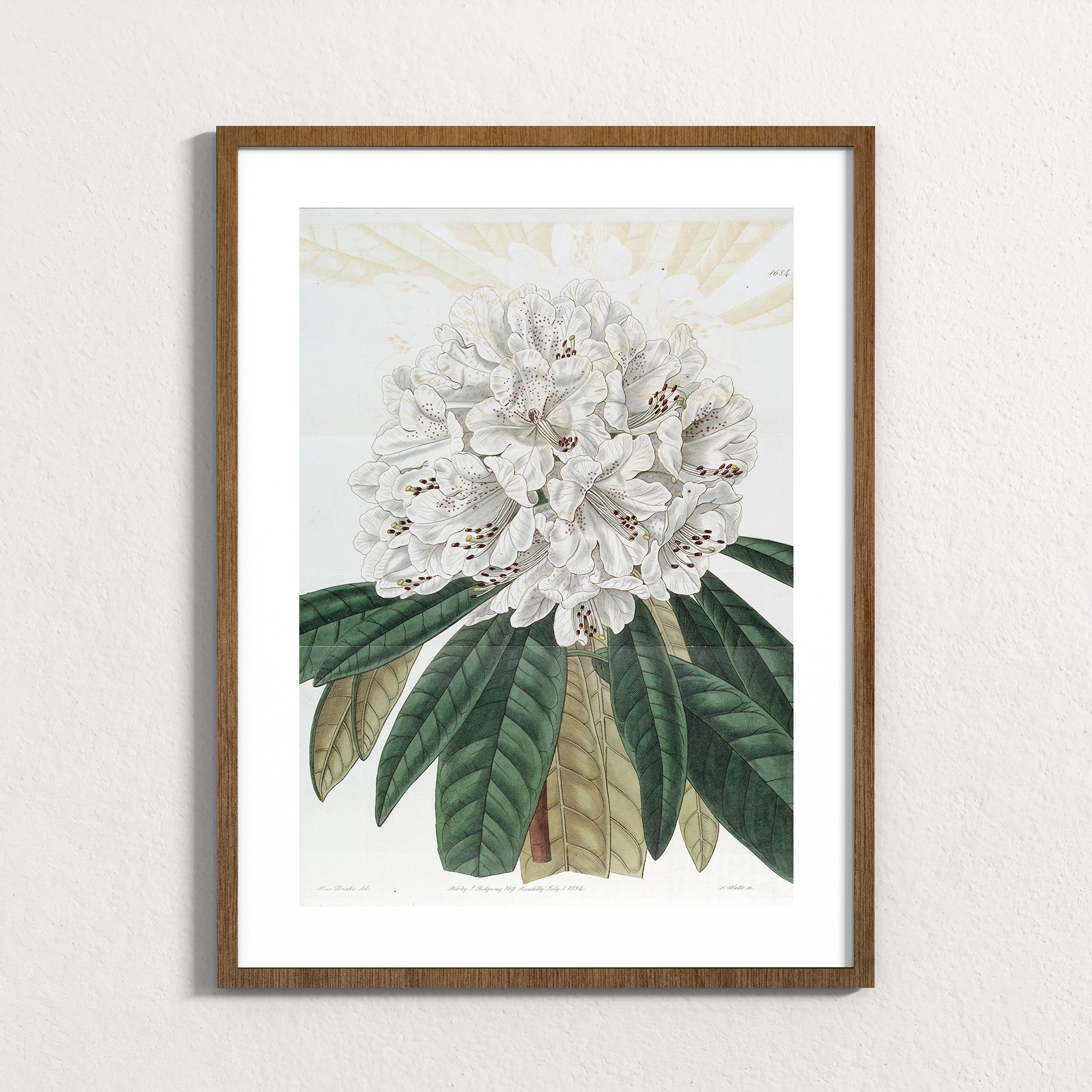 Ivory: Mountain Bloom