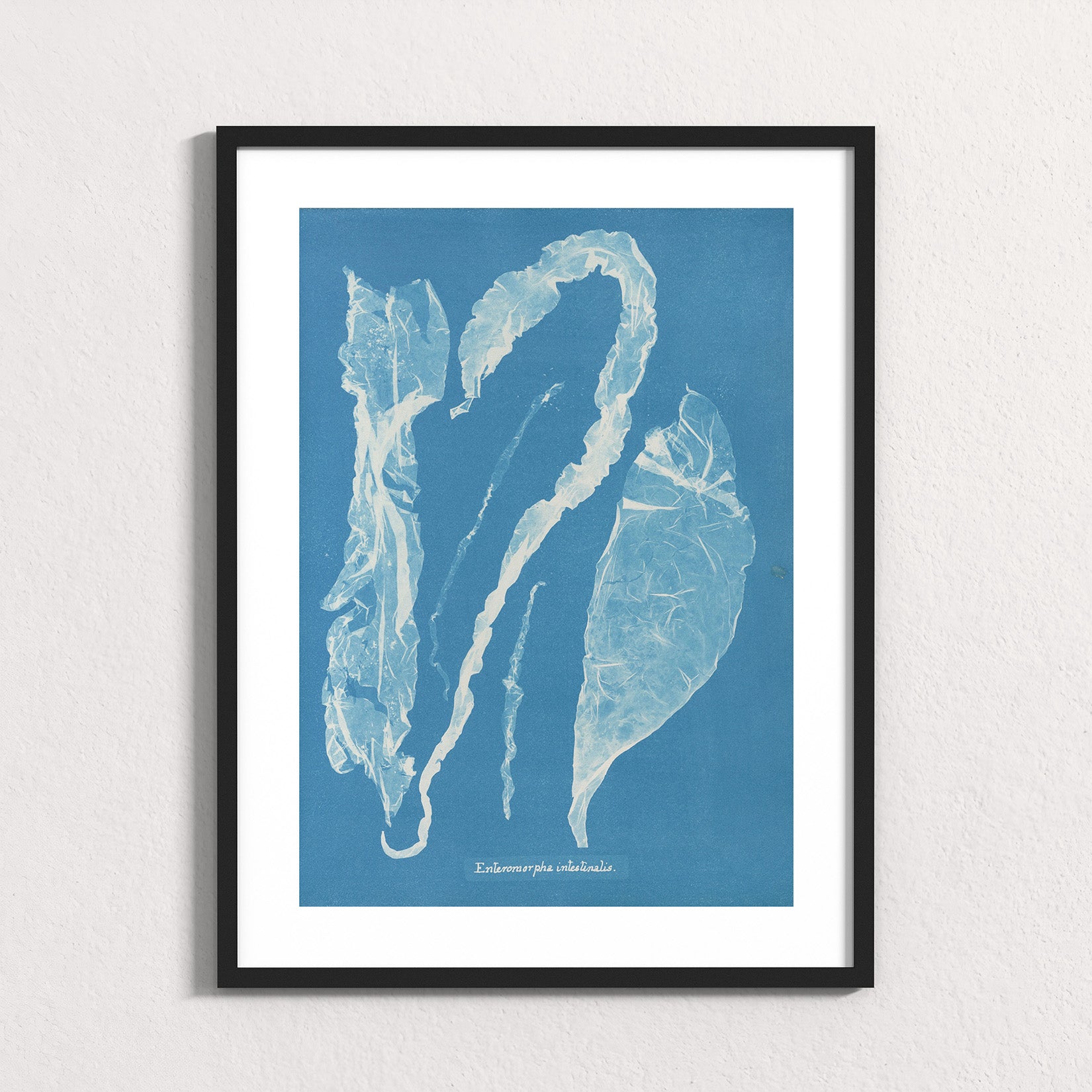 Marine Fronds - Ulvophyceae