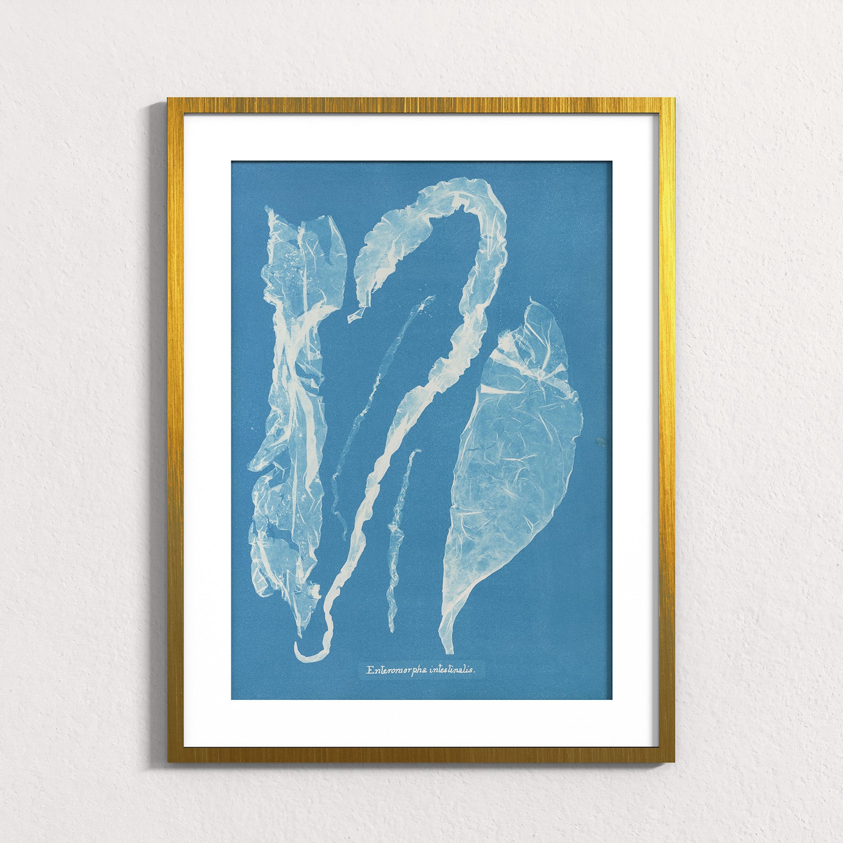 Marine Fronds - Ulvophyceae