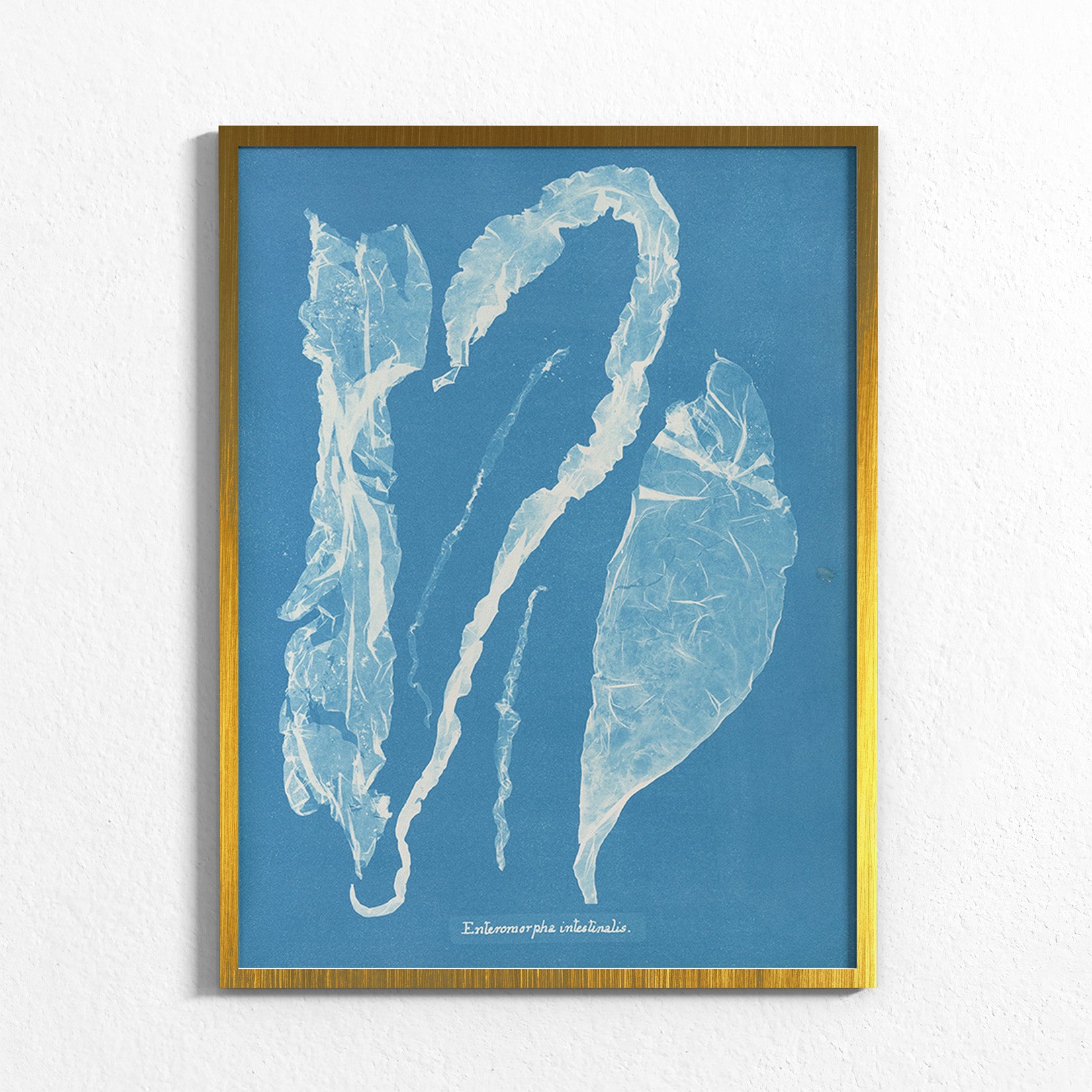 Marine Fronds - Ulvophyceae