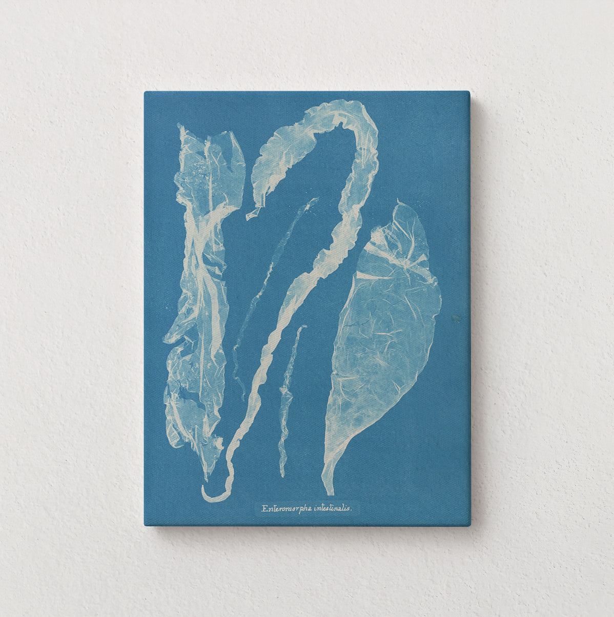 Marine Fronds - Ulvophyceae