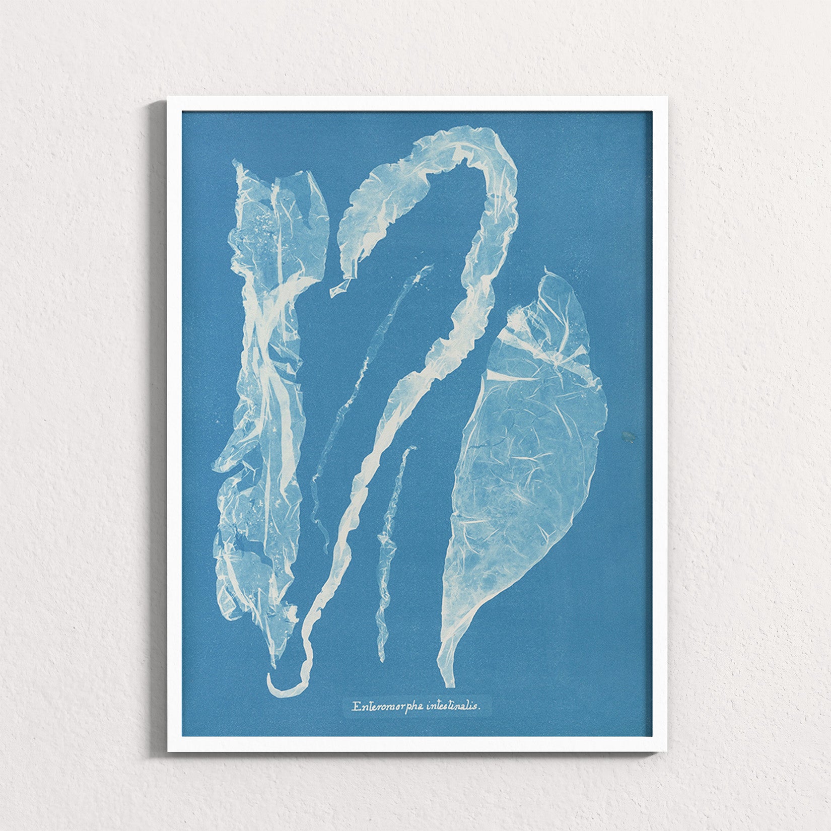 Marine Fronds - Ulvophyceae