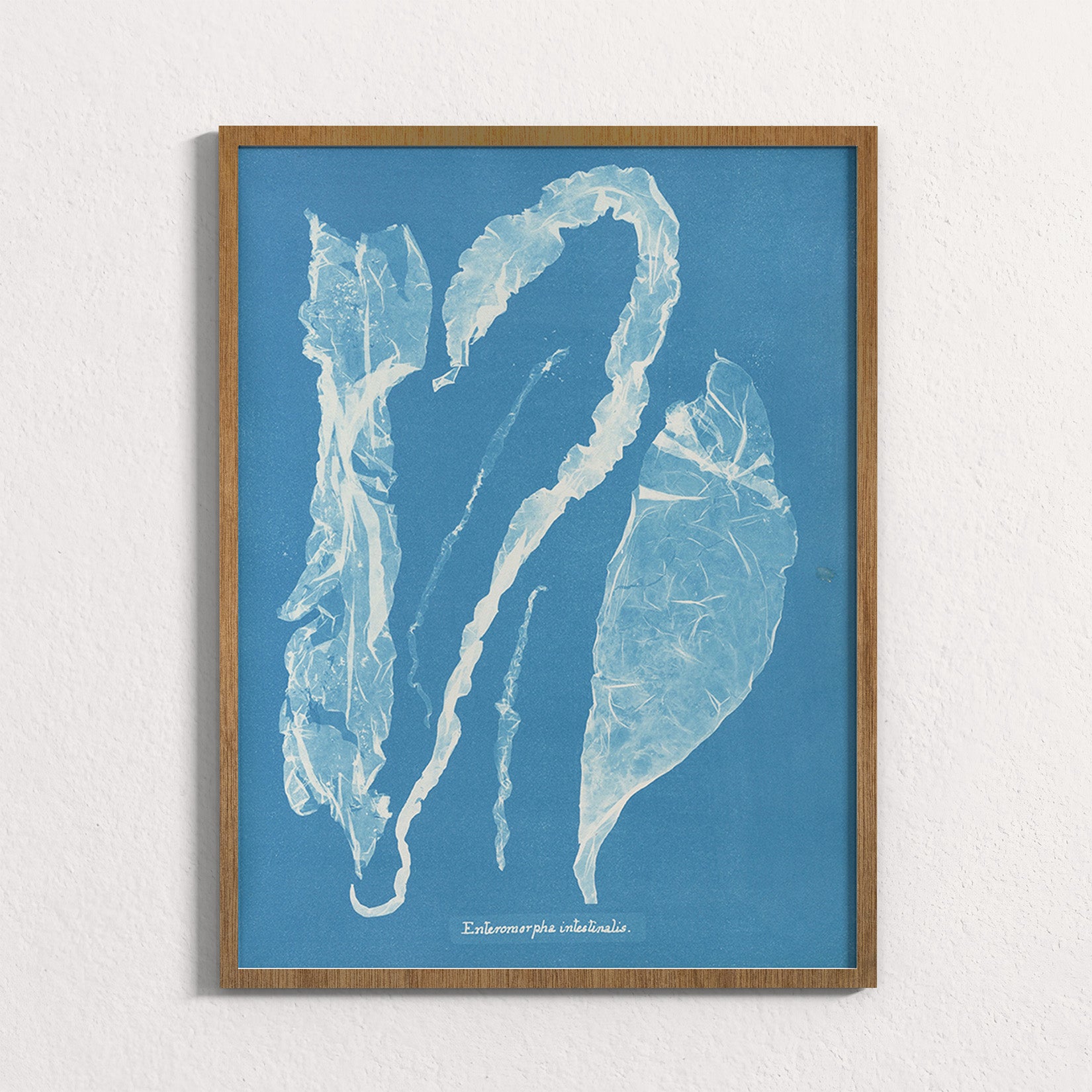 Marine Fronds - Ulvophyceae