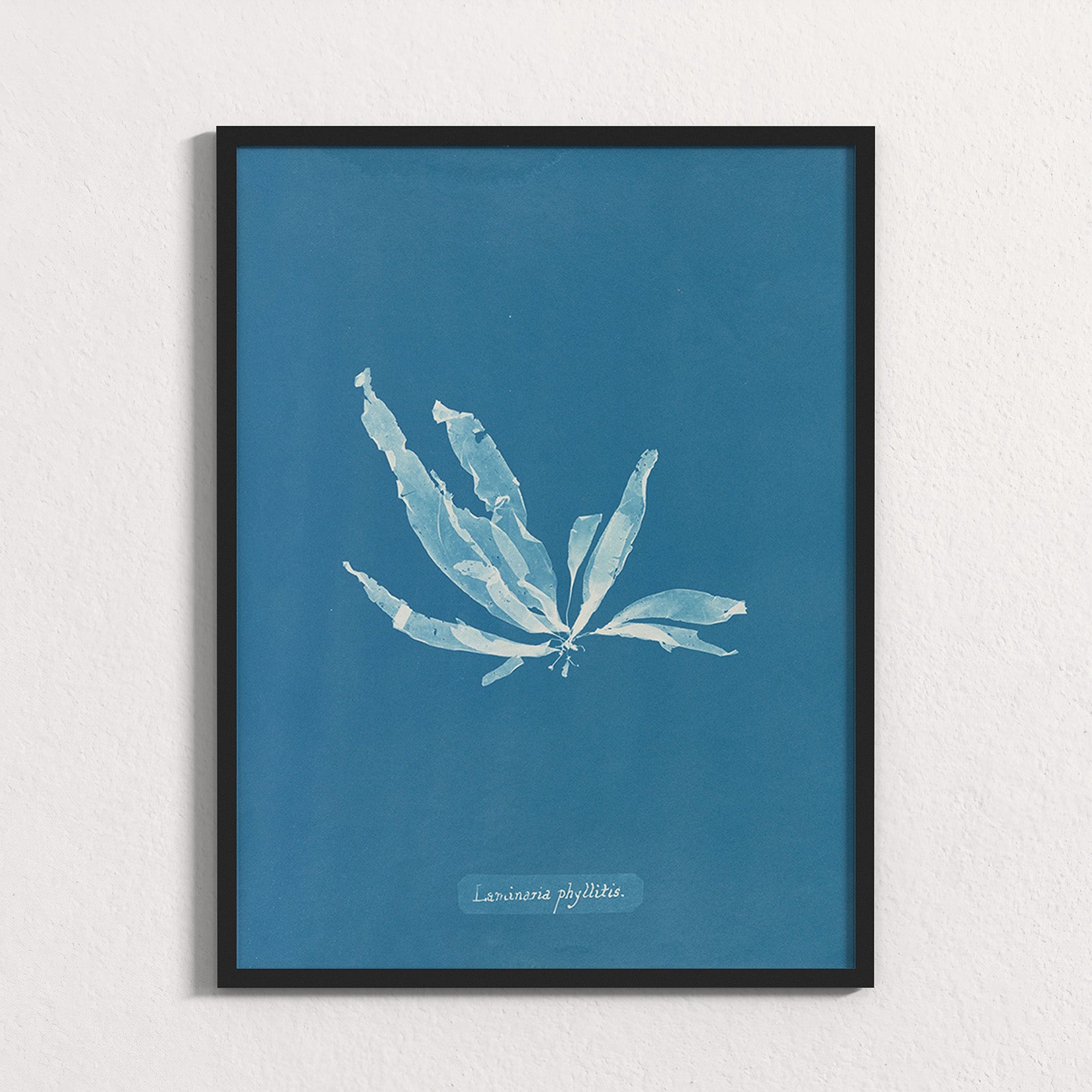 Marine Fronds - Phaeophyceae