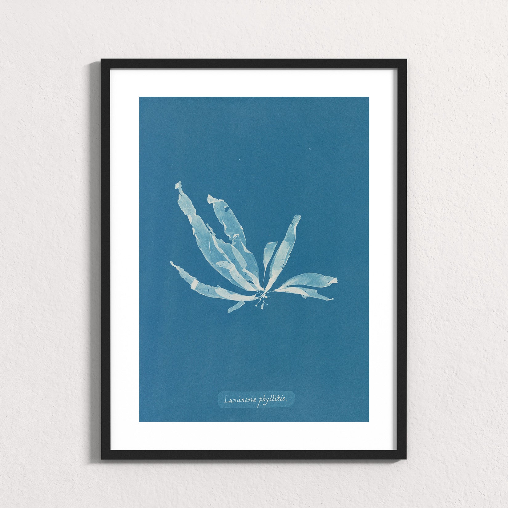 Marine Fronds - Phaeophyceae
