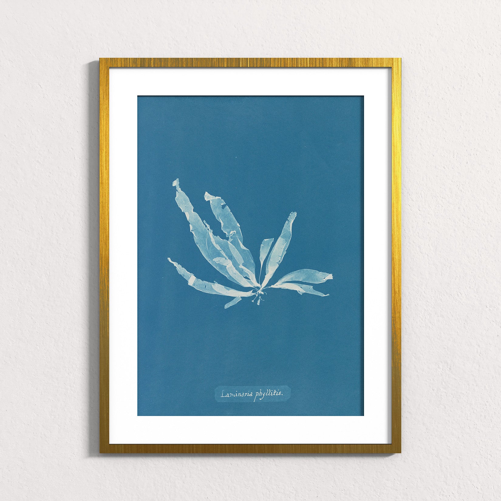 Marine Fronds - Phaeophyceae