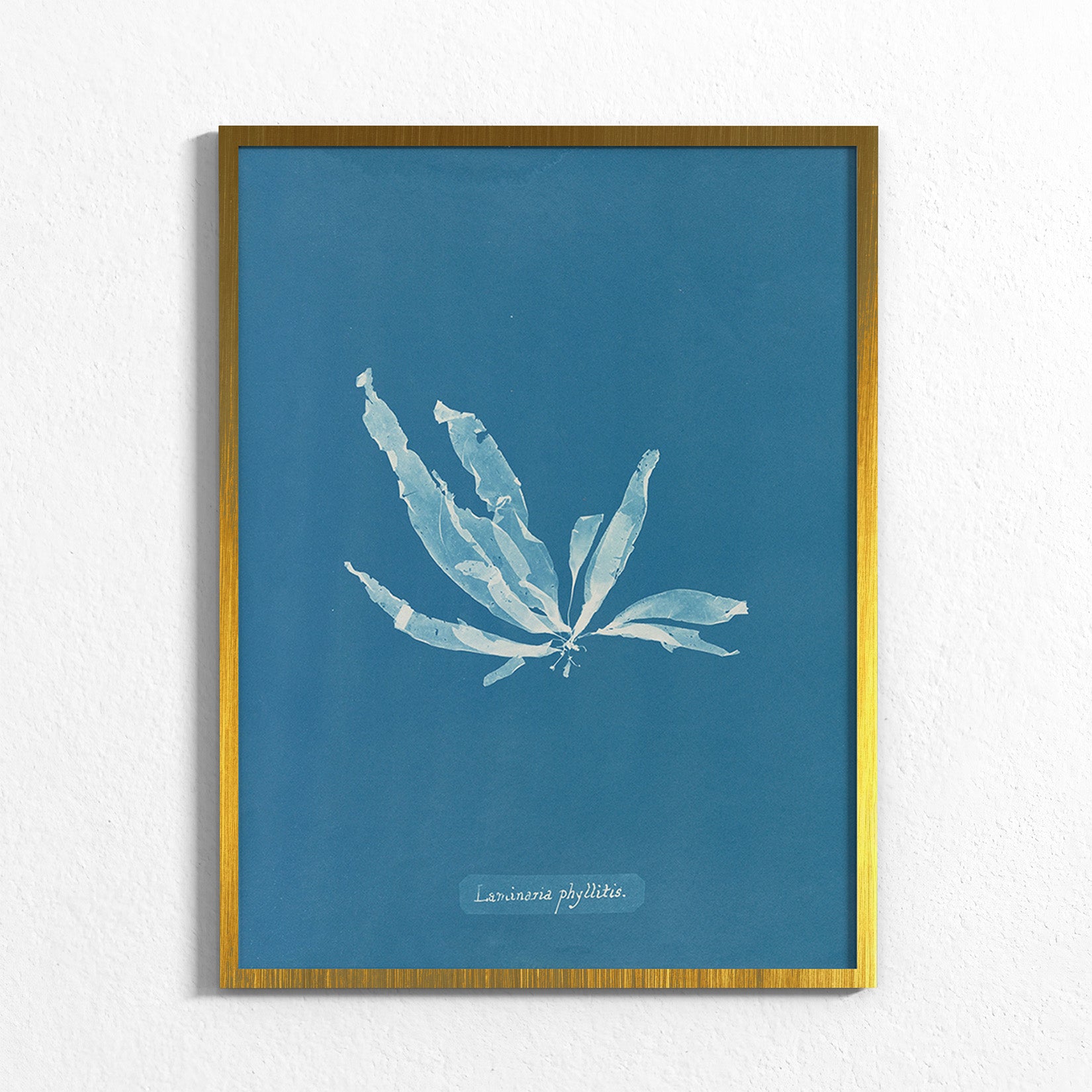 Marine Fronds - Phaeophyceae