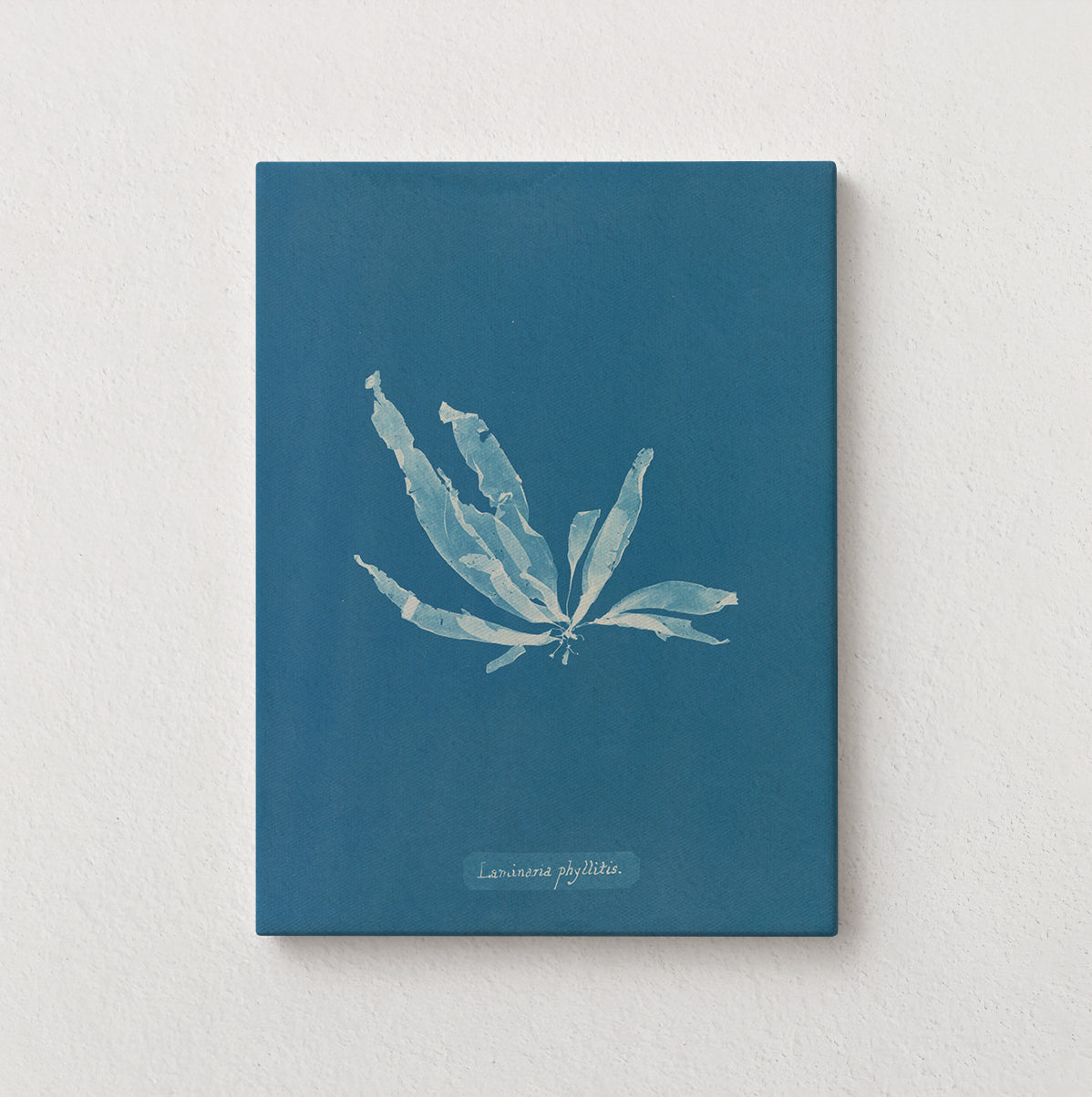 Marine Fronds - Phaeophyceae