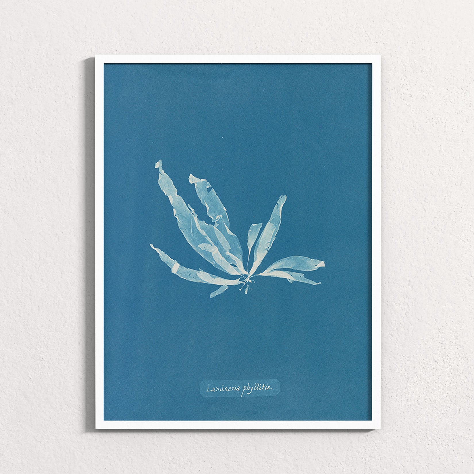 Marine Fronds - Phaeophyceae