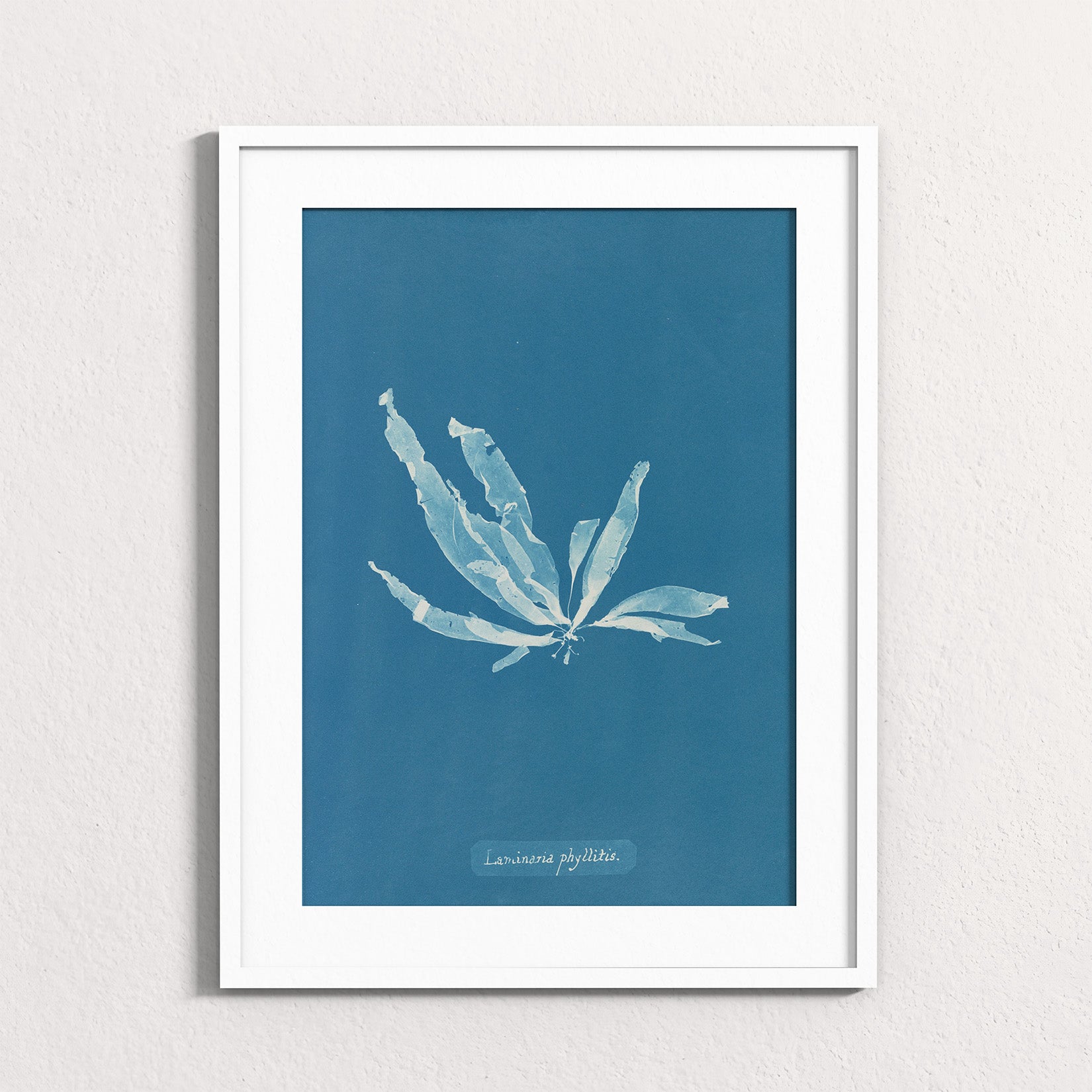 Marine Fronds - Phaeophyceae