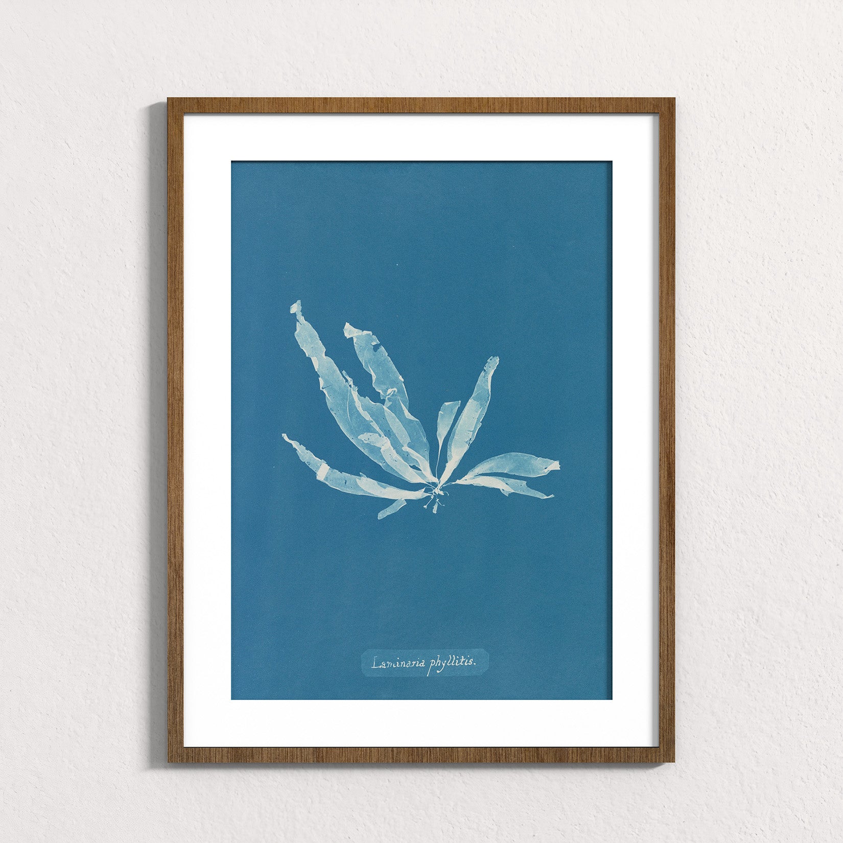Marine Fronds - Phaeophyceae