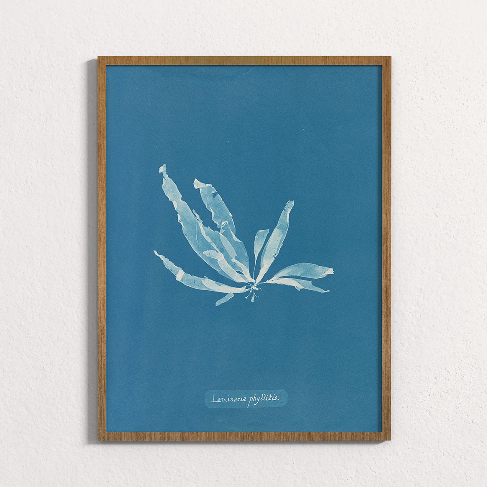 Marine Fronds - Phaeophyceae
