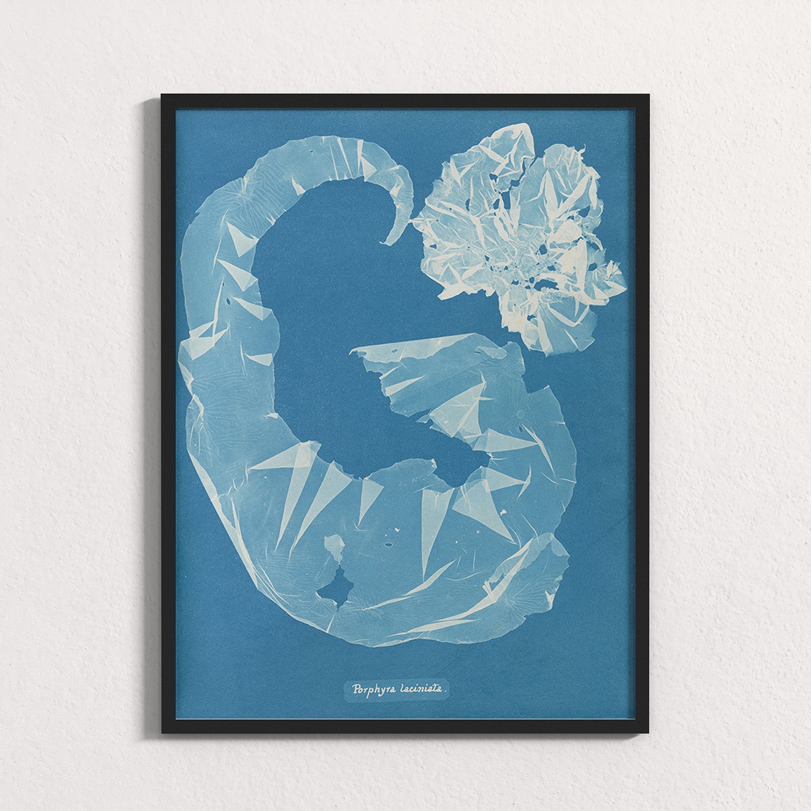 Marine Fronds - Rhodophyceae