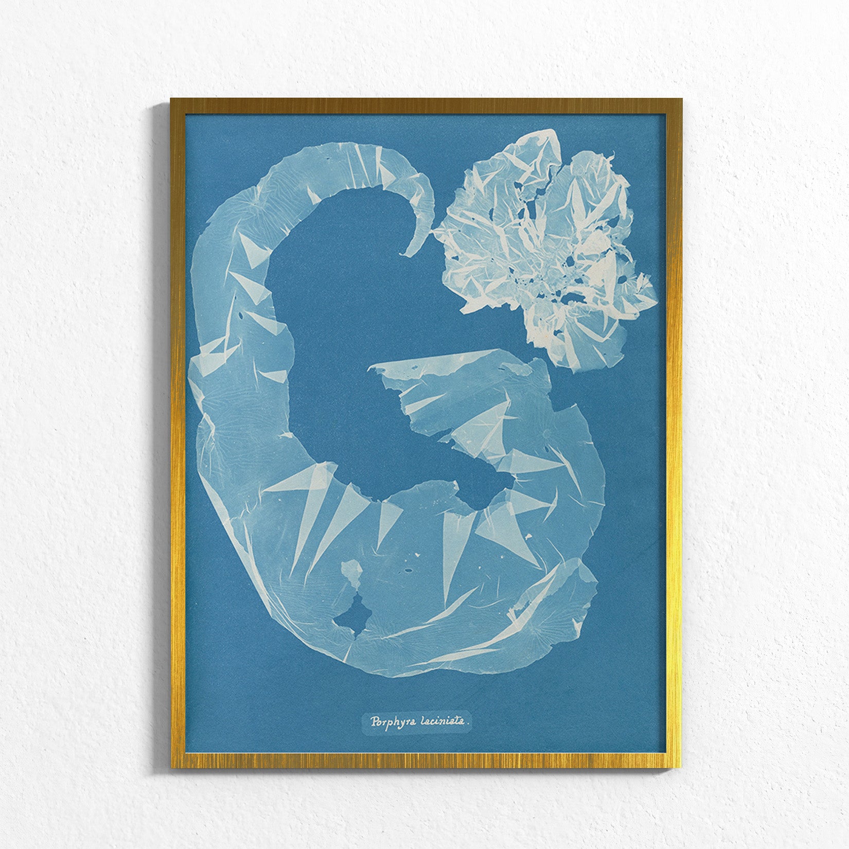 Marine Fronds - Rhodophyceae