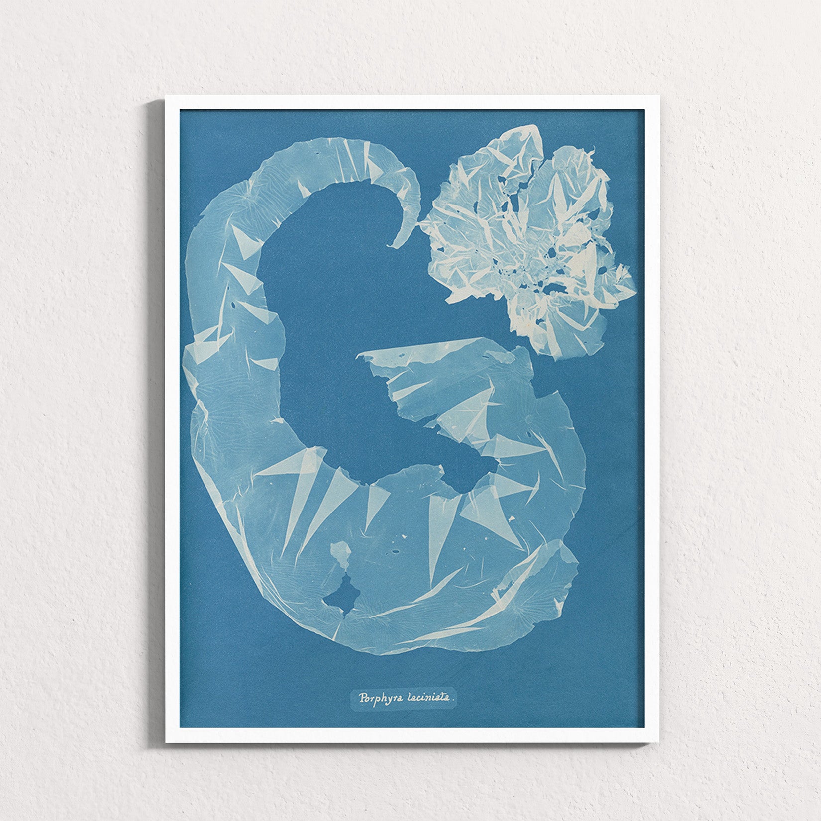 Marine Fronds - Rhodophyceae