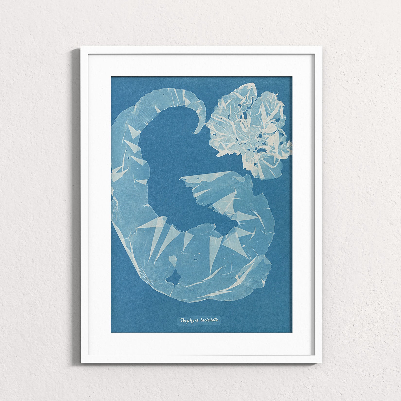 Marine Fronds - Rhodophyceae
