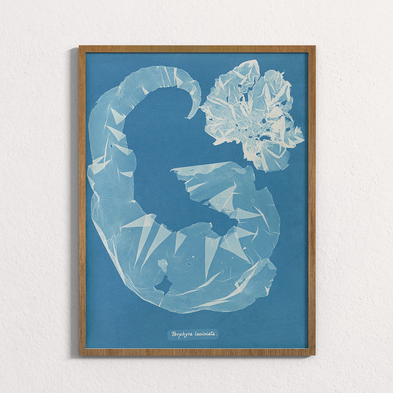Marine Fronds - Rhodophyceae