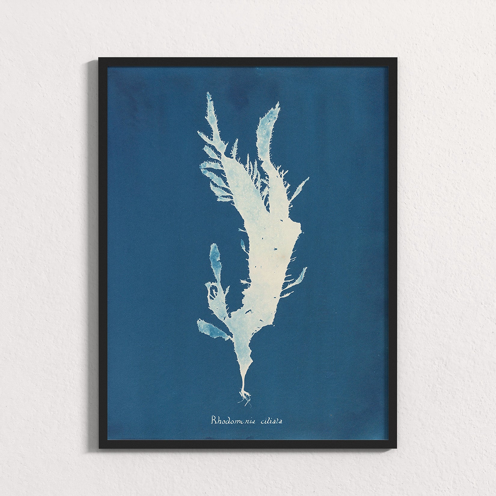 Marine Fronds - Rhodophyceae