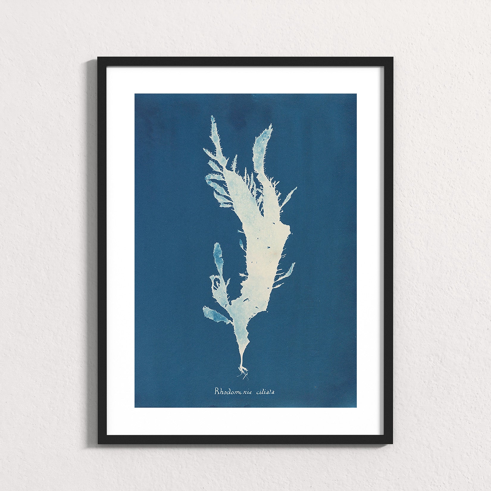 Marine Fronds - Rhodophyceae