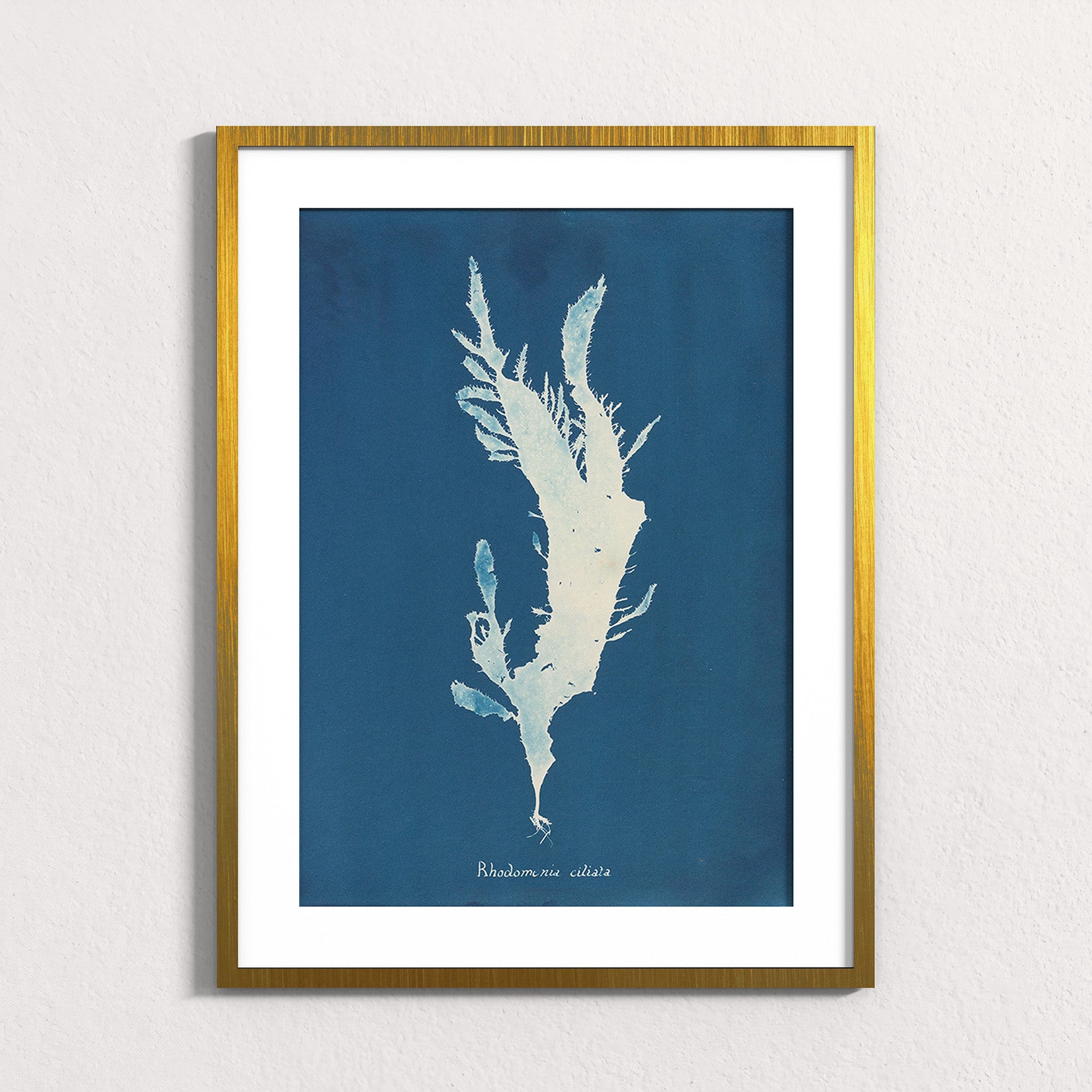 Marine Fronds - Rhodophyceae