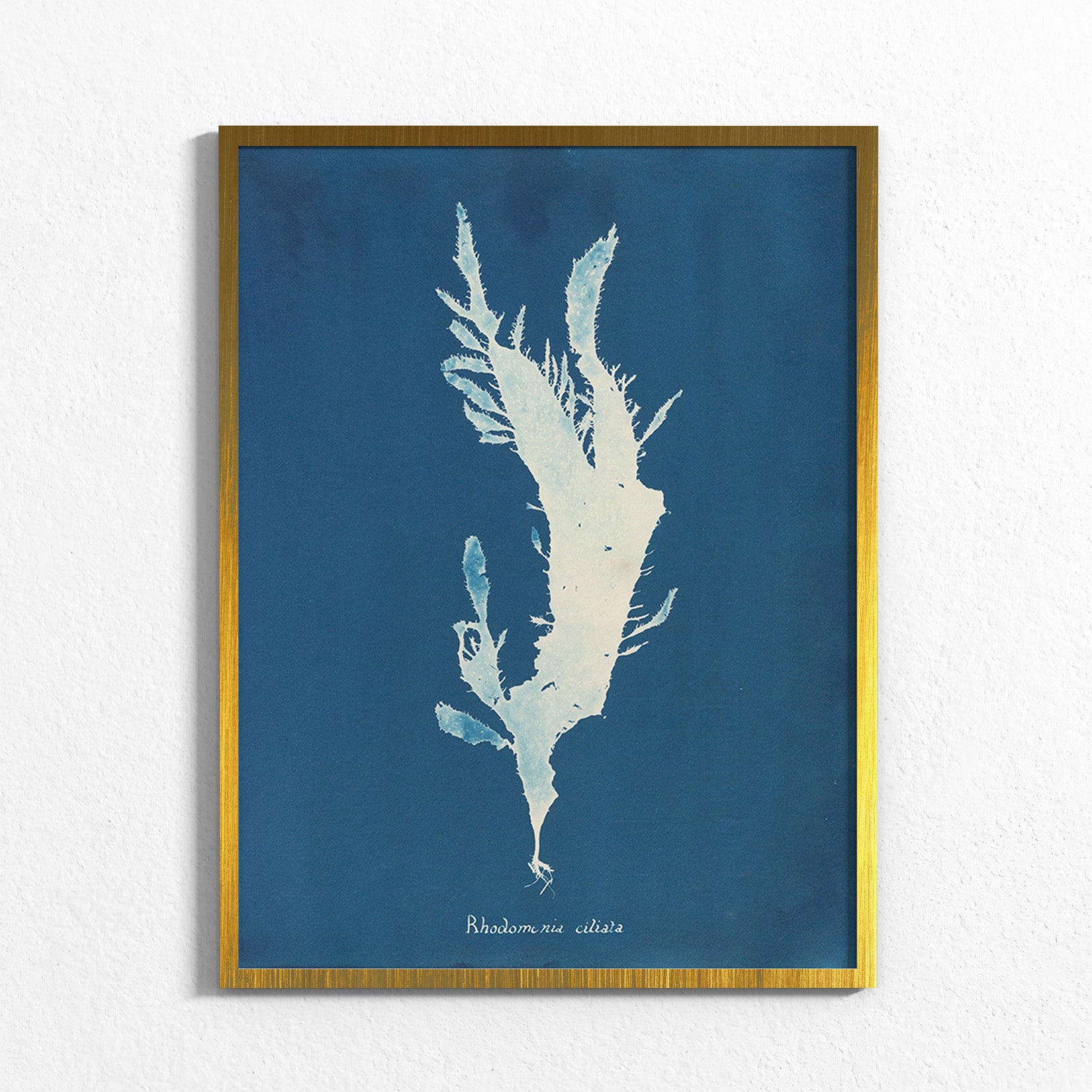 Marine Fronds - Rhodophyceae