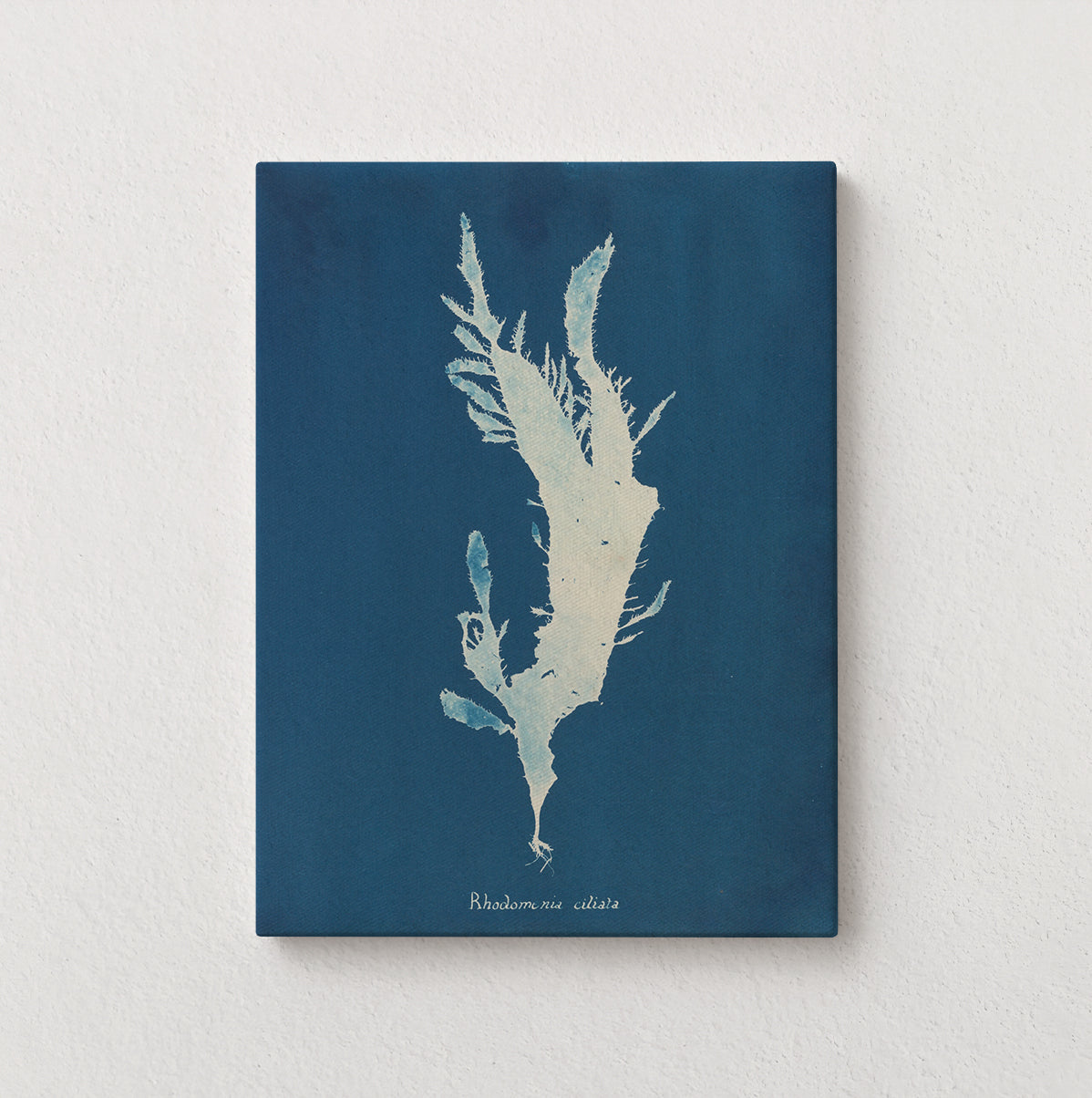 Marine Fronds - Rhodophyceae