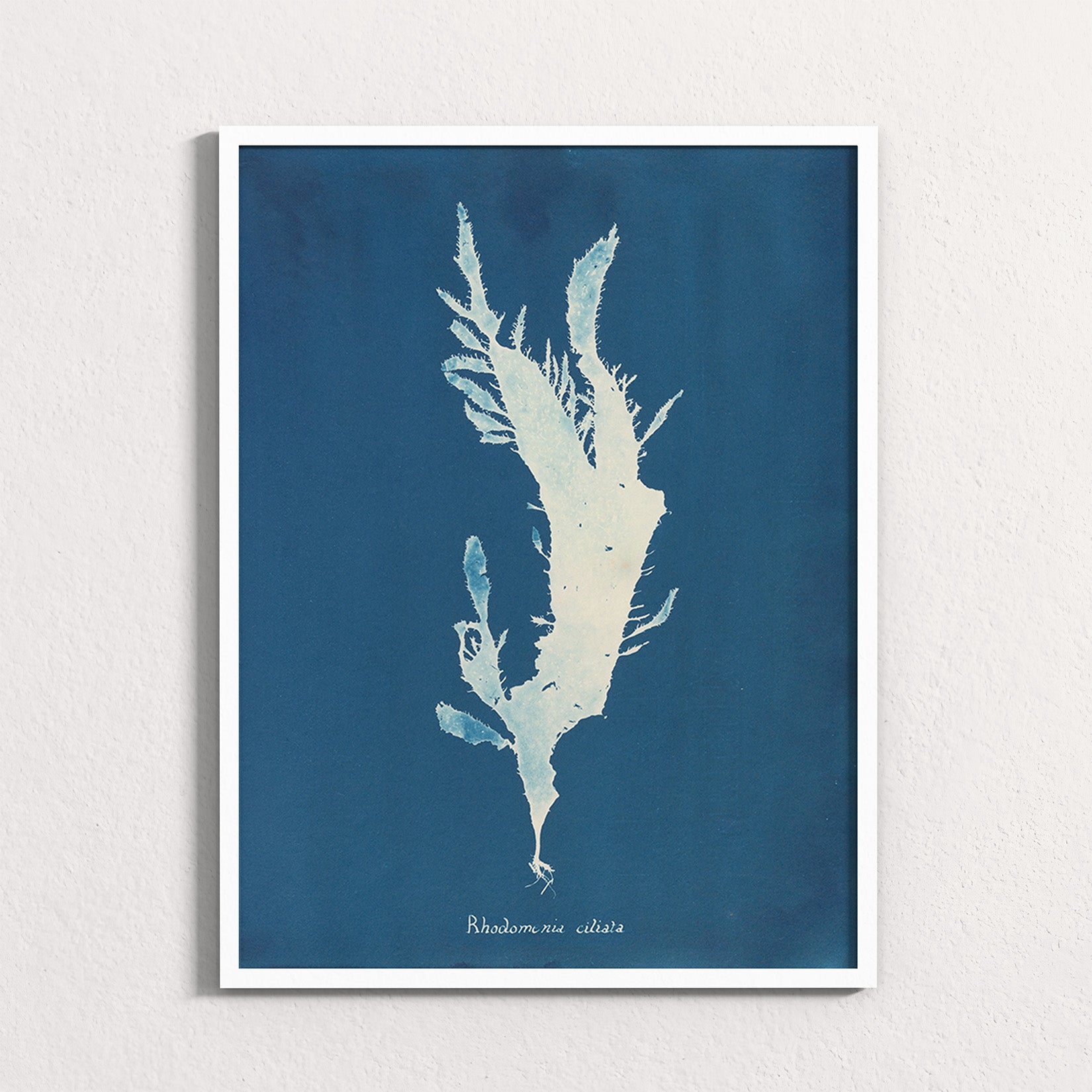 Marine Fronds - Rhodophyceae