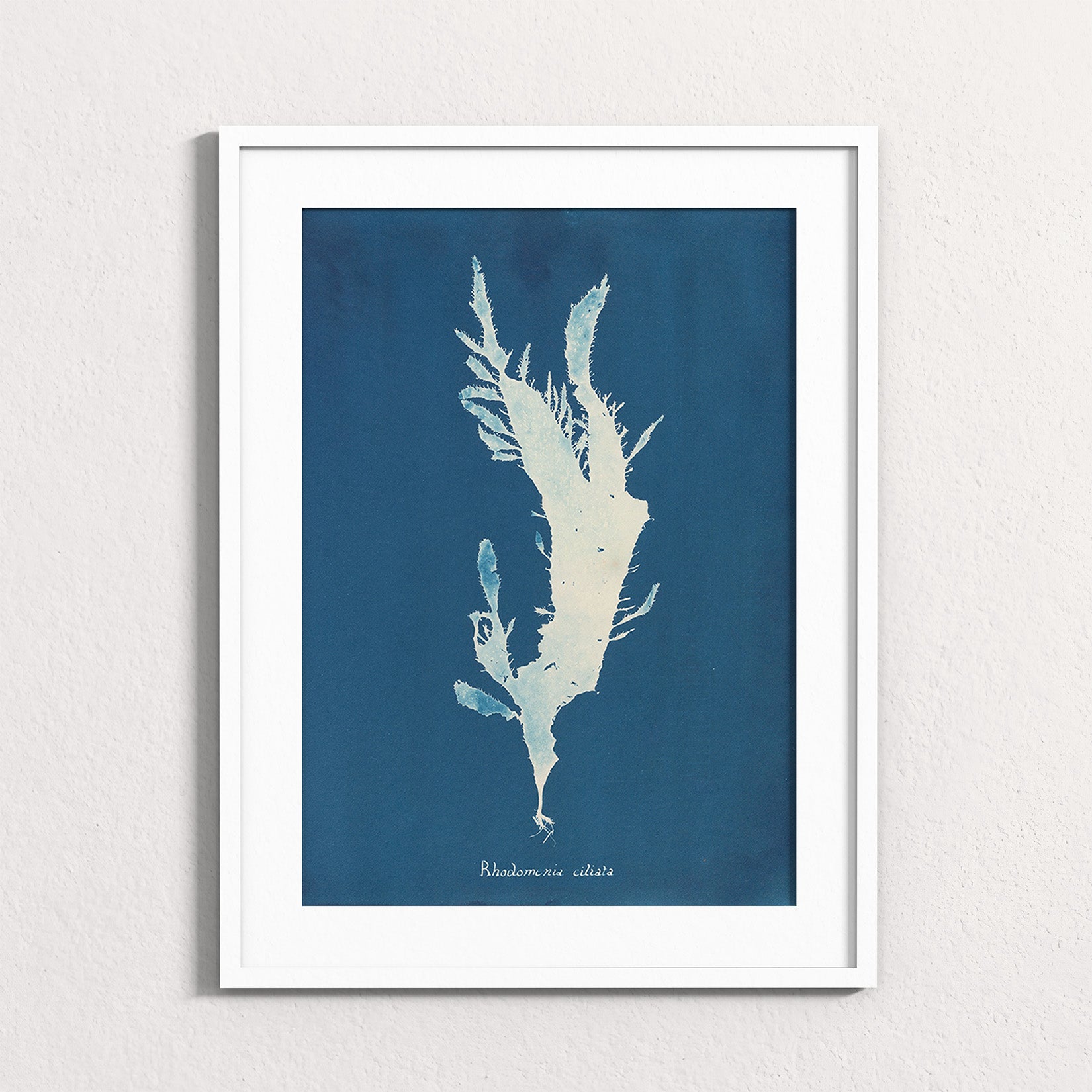 Marine Fronds - Rhodophyceae