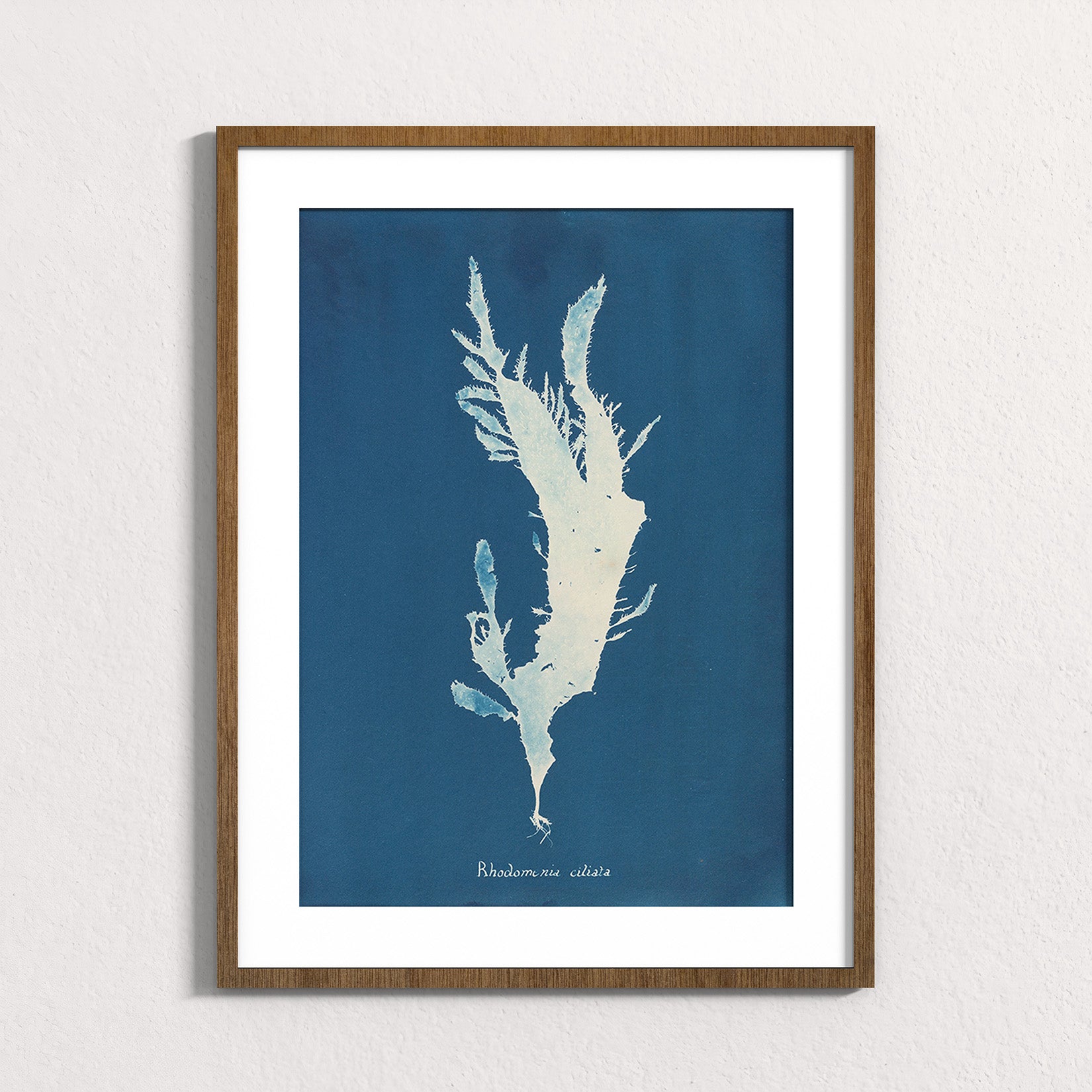 Marine Fronds - Rhodophyceae