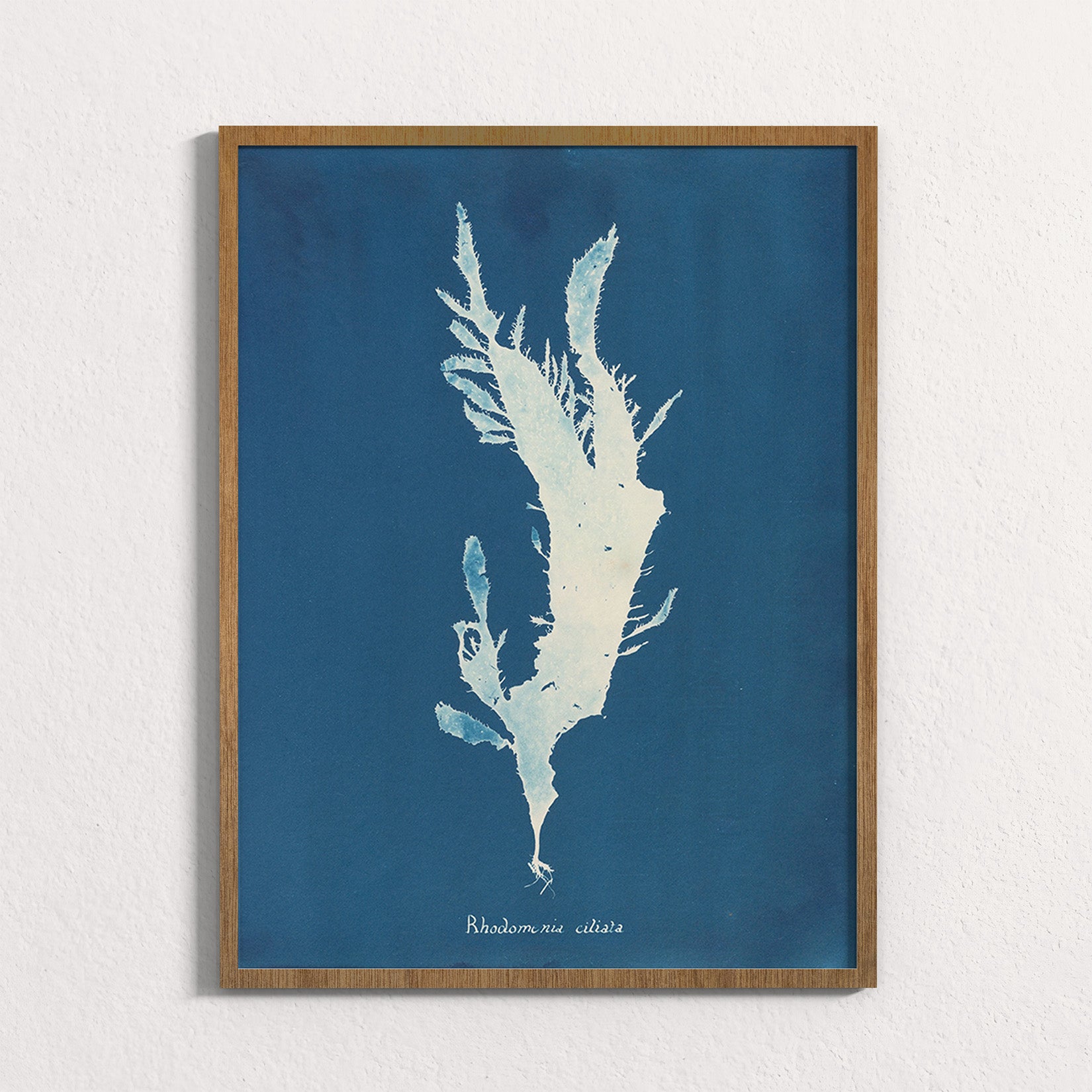 Marine Fronds - Rhodophyceae