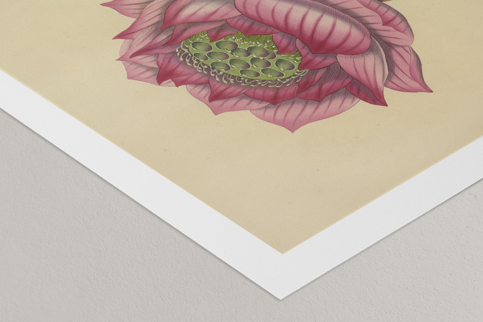 Sacred Lotus of India