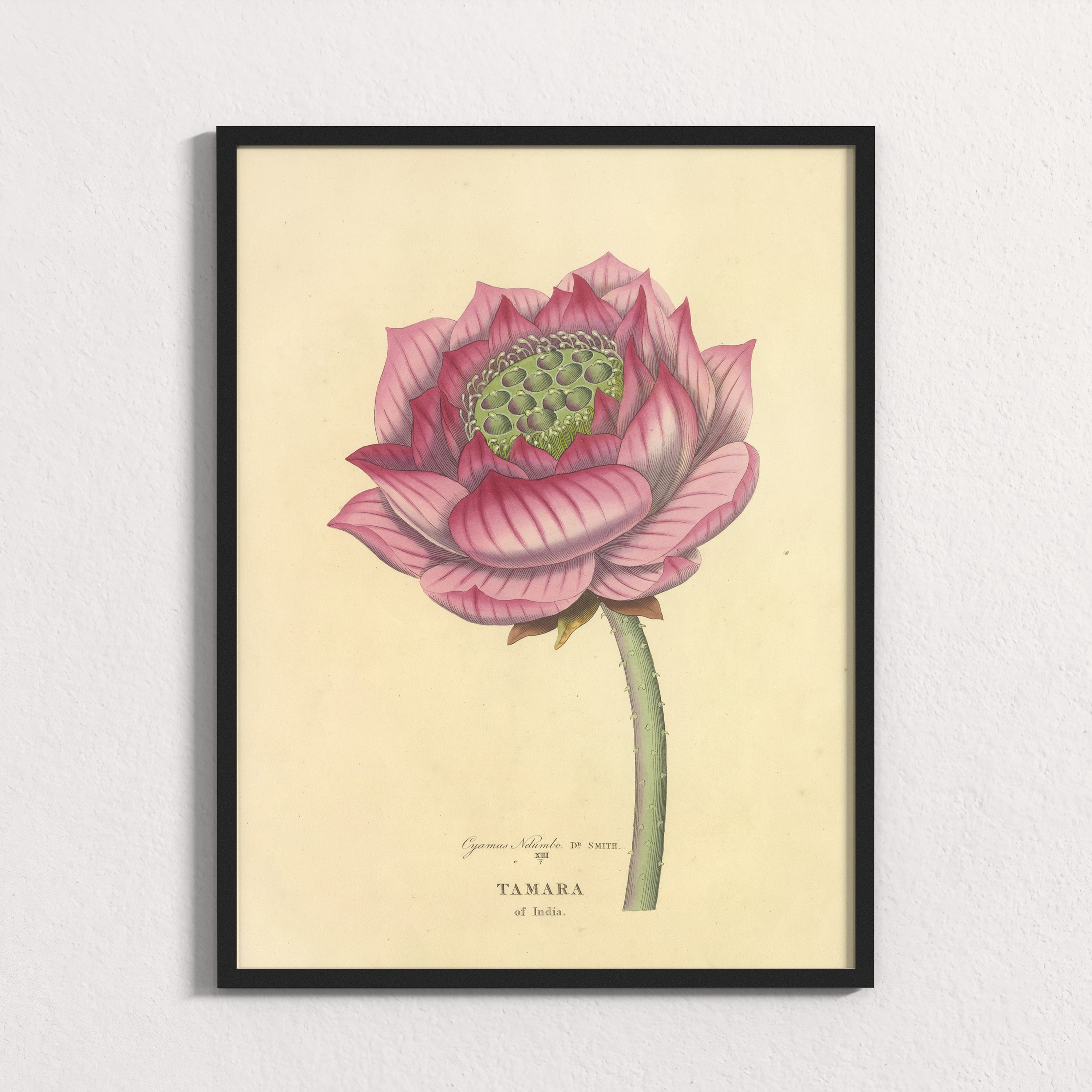 Sacred Lotus of India