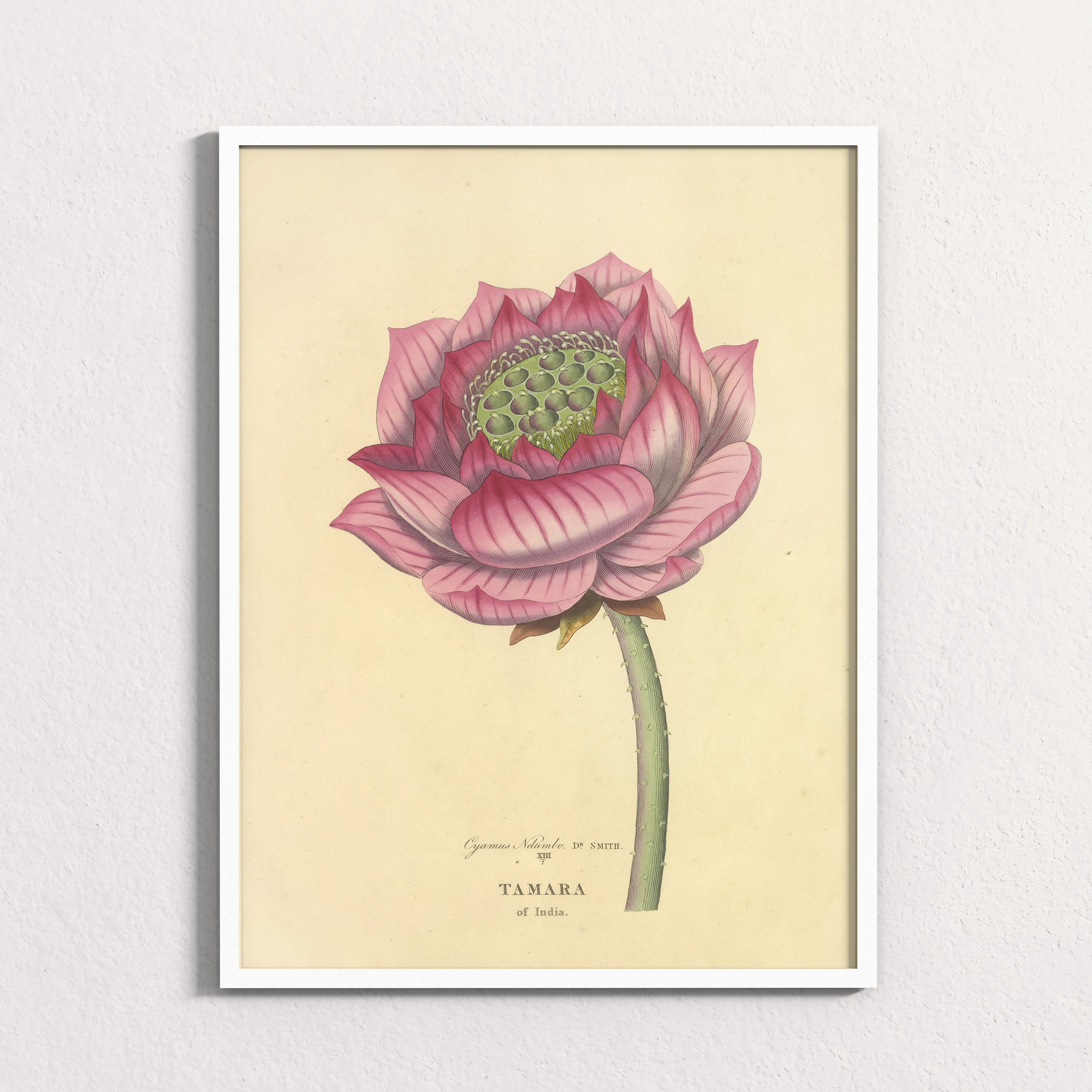 Sacred Lotus of India