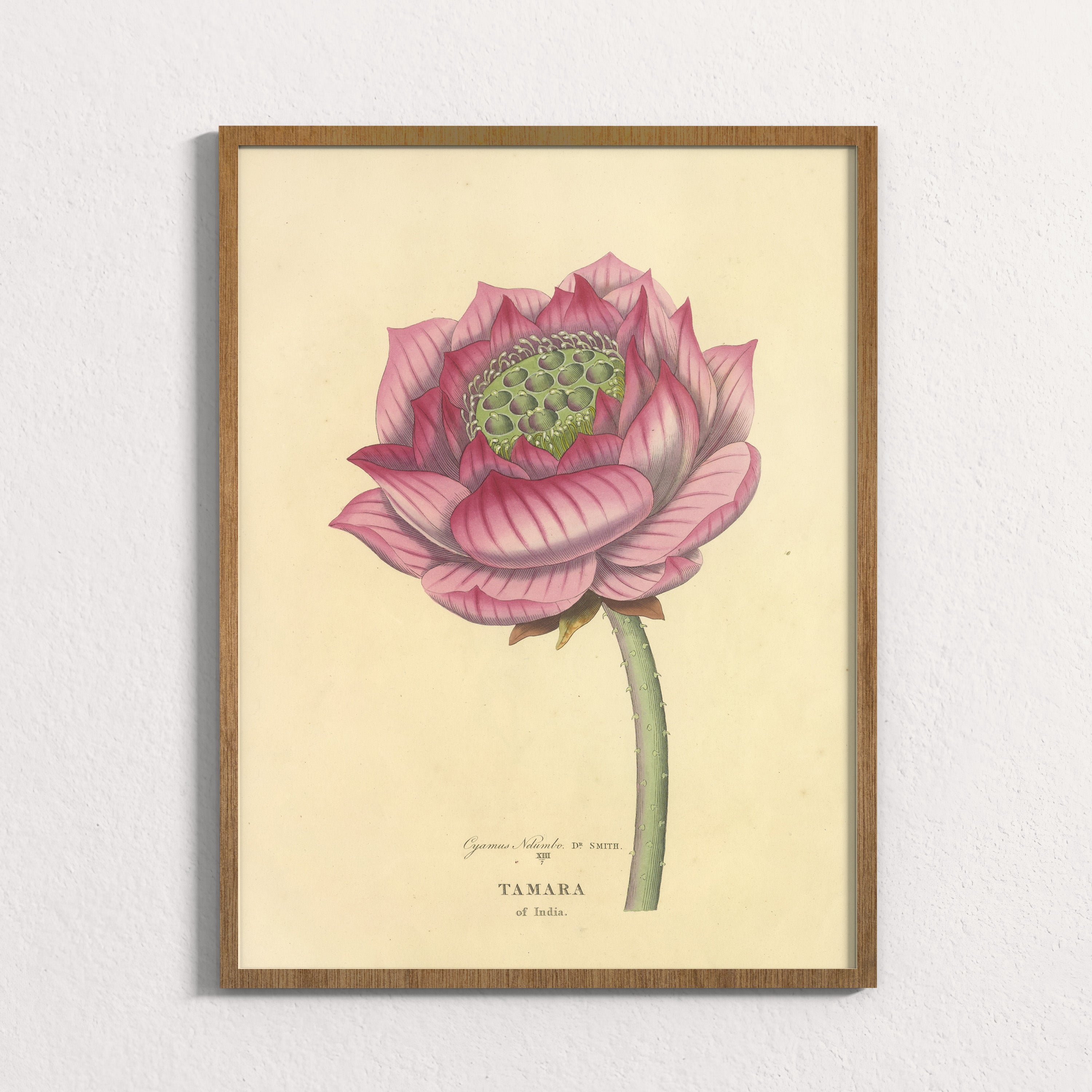 Sacred Lotus of India