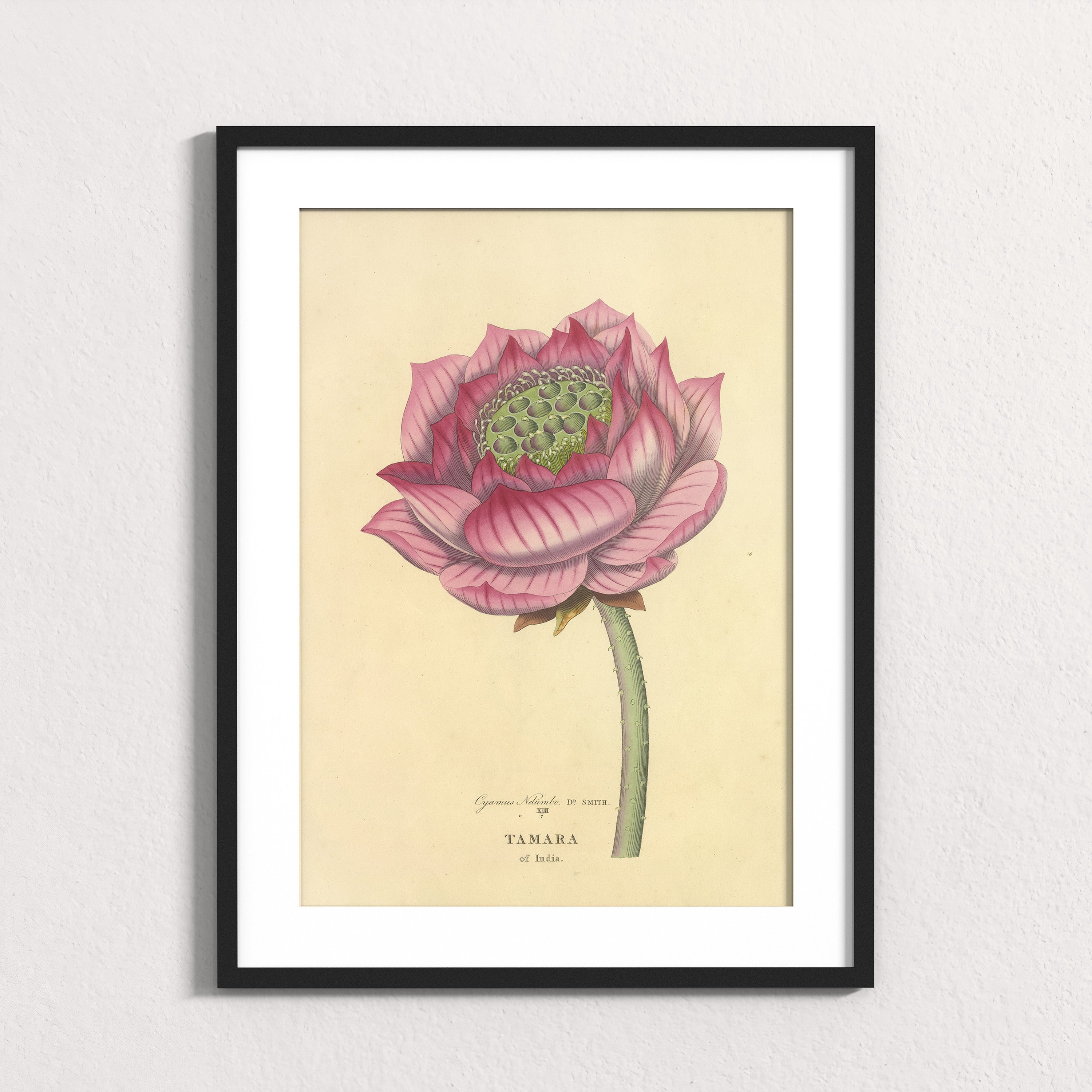 Sacred Lotus of India