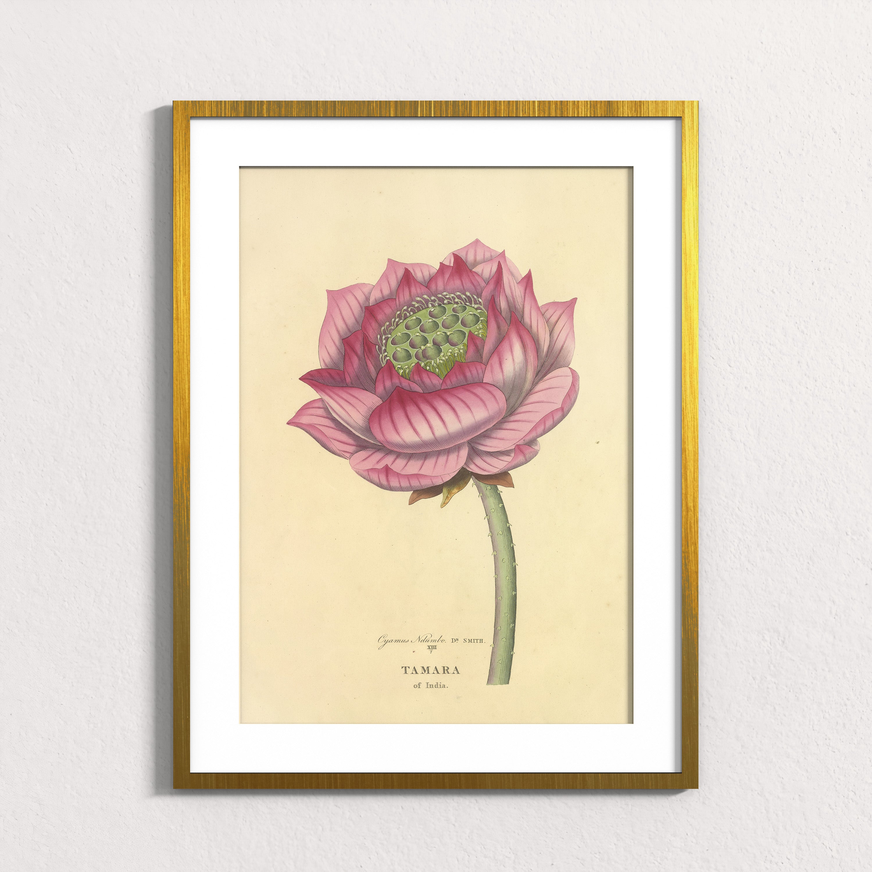 Sacred Lotus of India