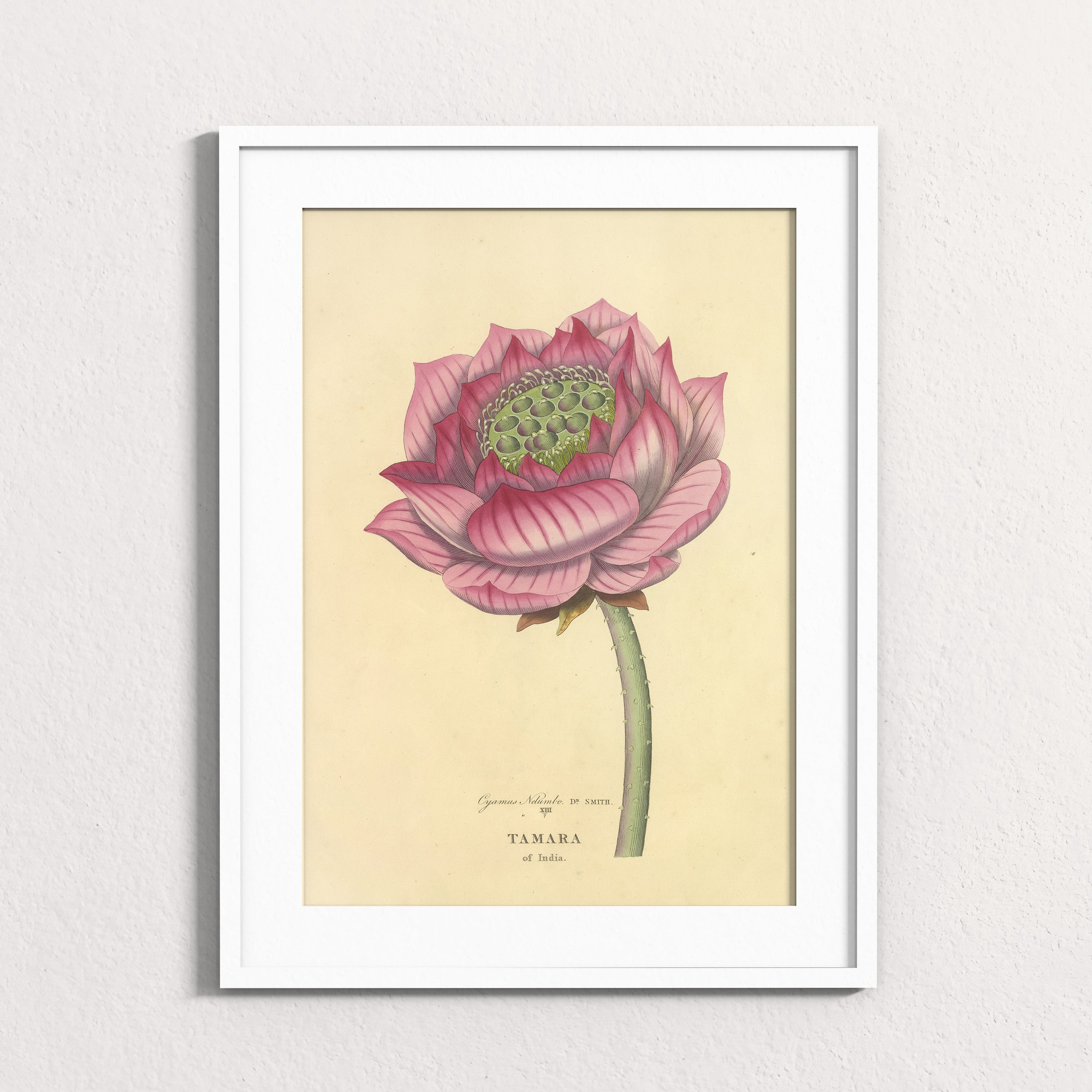 Sacred Lotus of India