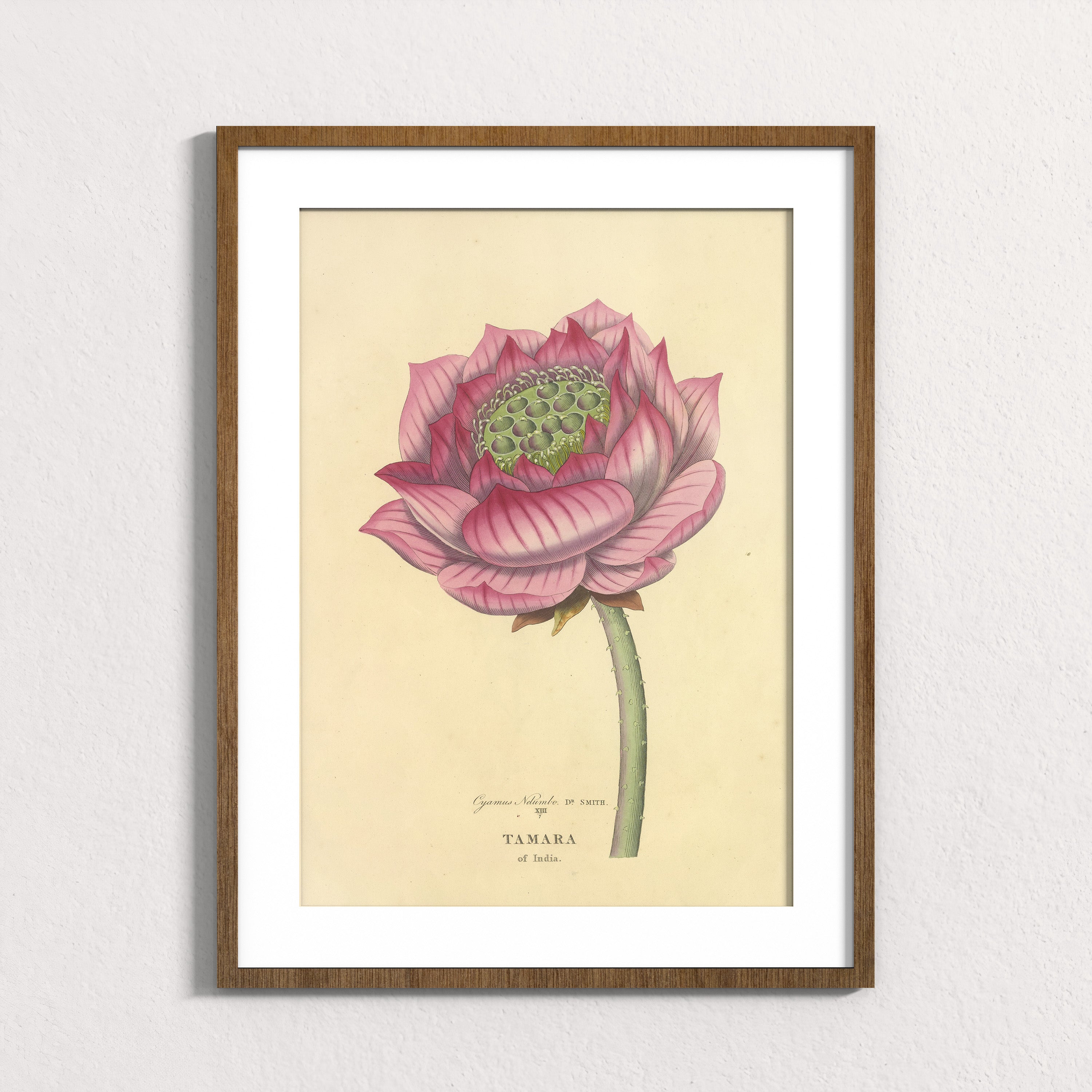 Sacred Lotus of India