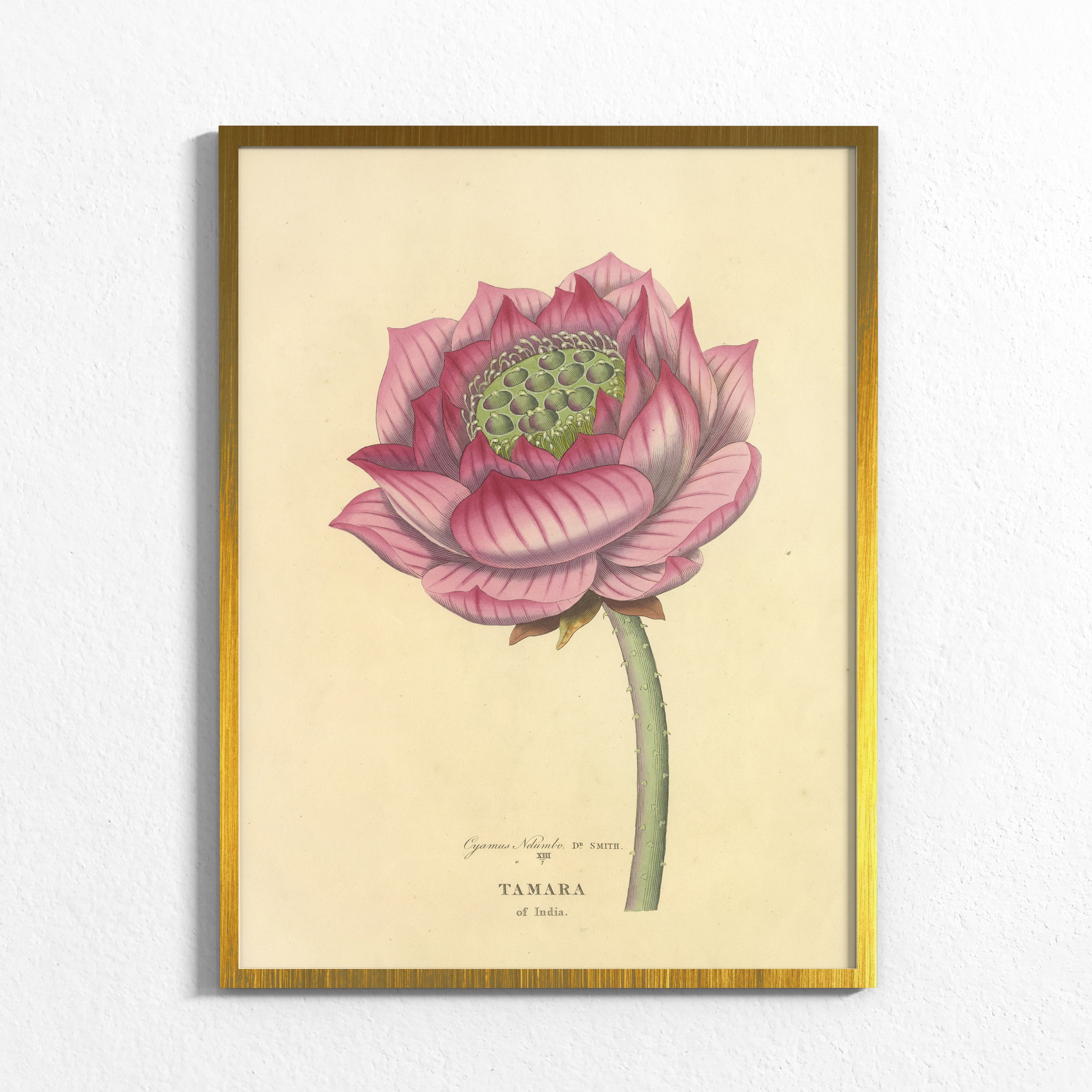 Sacred Lotus of India